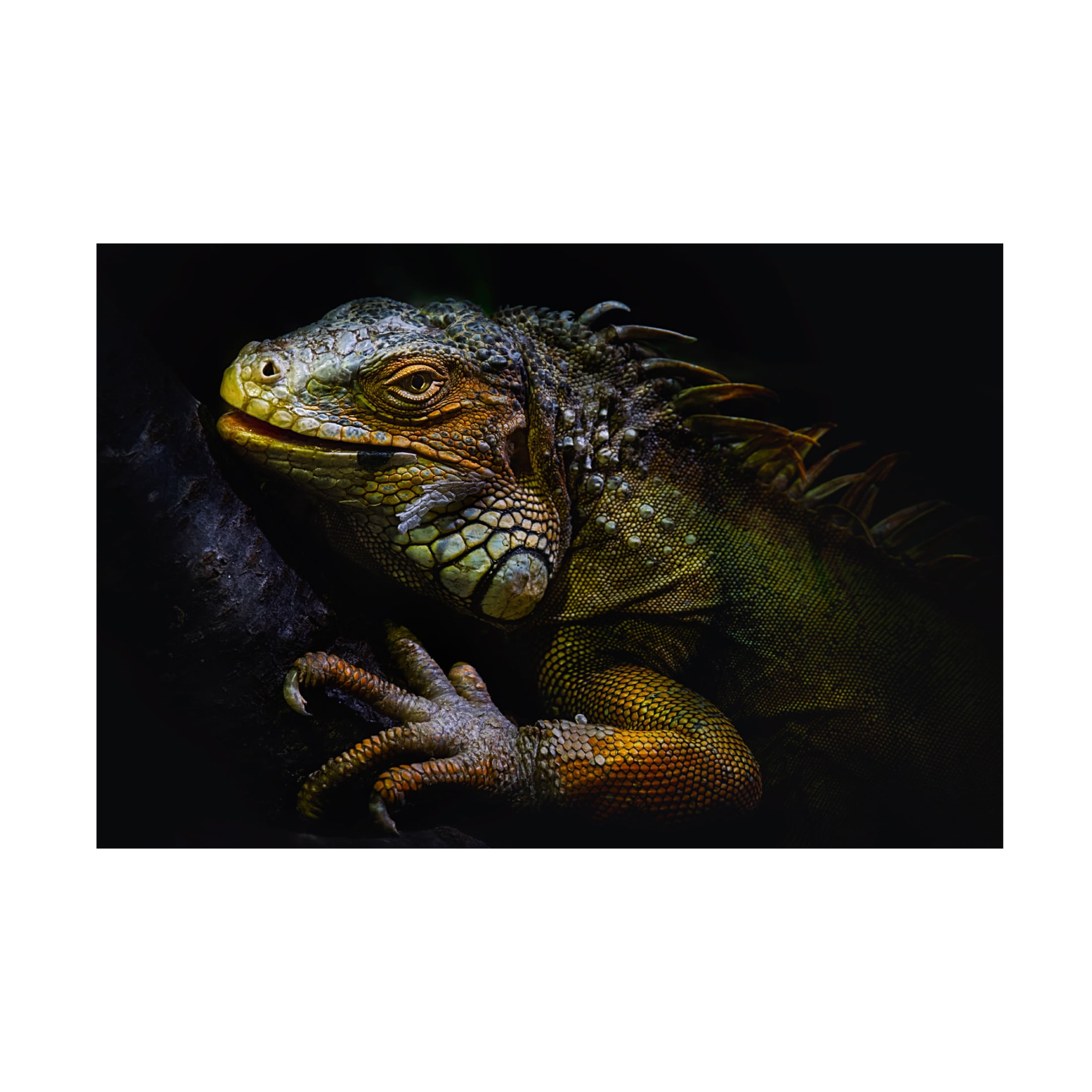 Canvas Wall Art - Santiago Pascual Buye 'Time Of Molting' Wall Art for Living Room, Bedroom, or Office D?cor by Trademark Fine Art - 47 x 30 Inches