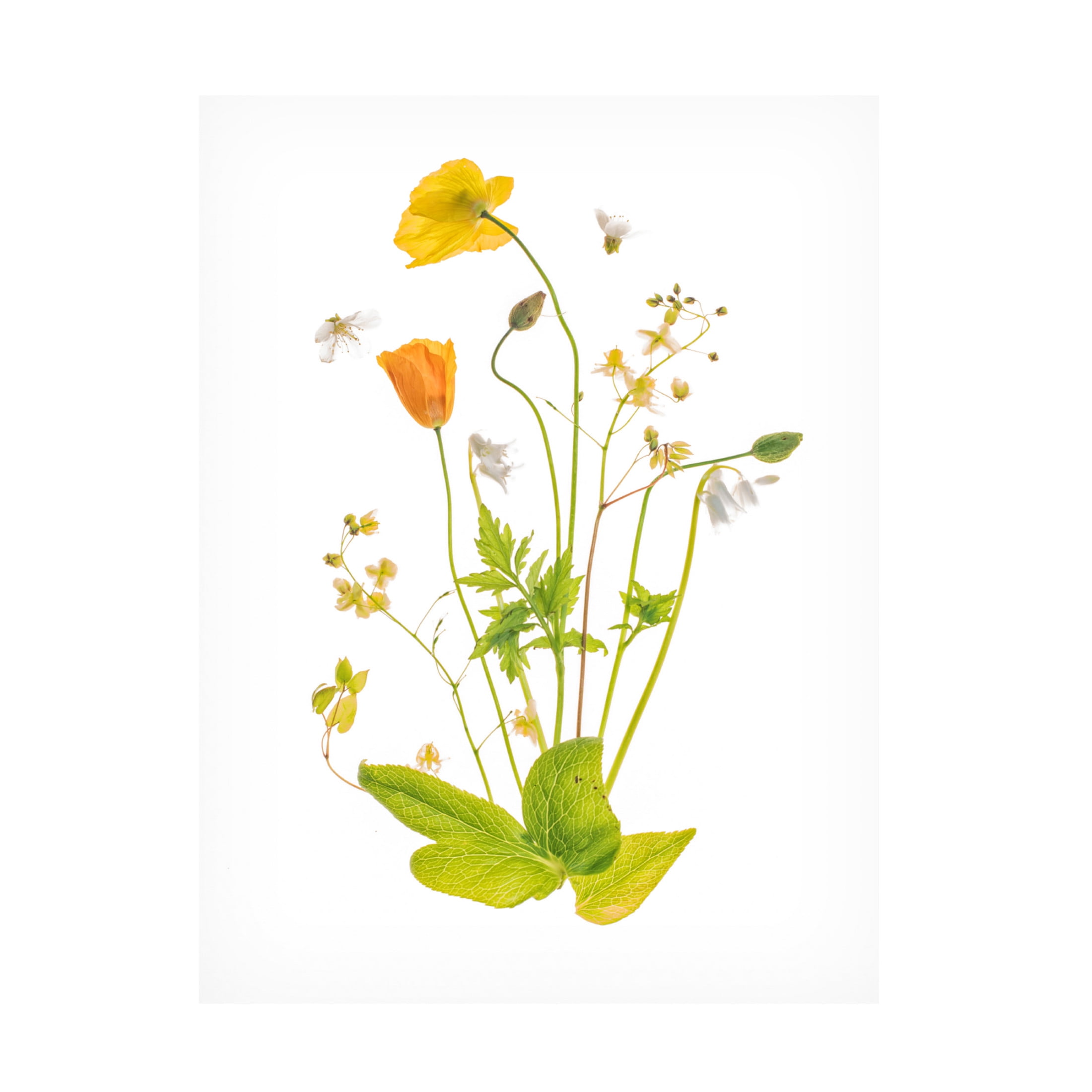 Canvas Wall Art - Sharon Williams 'Fairy Garden' Wall Art for Living Room, Bedroom, or Office Décor by Trademark Fine Art - 14 x 19 Inches