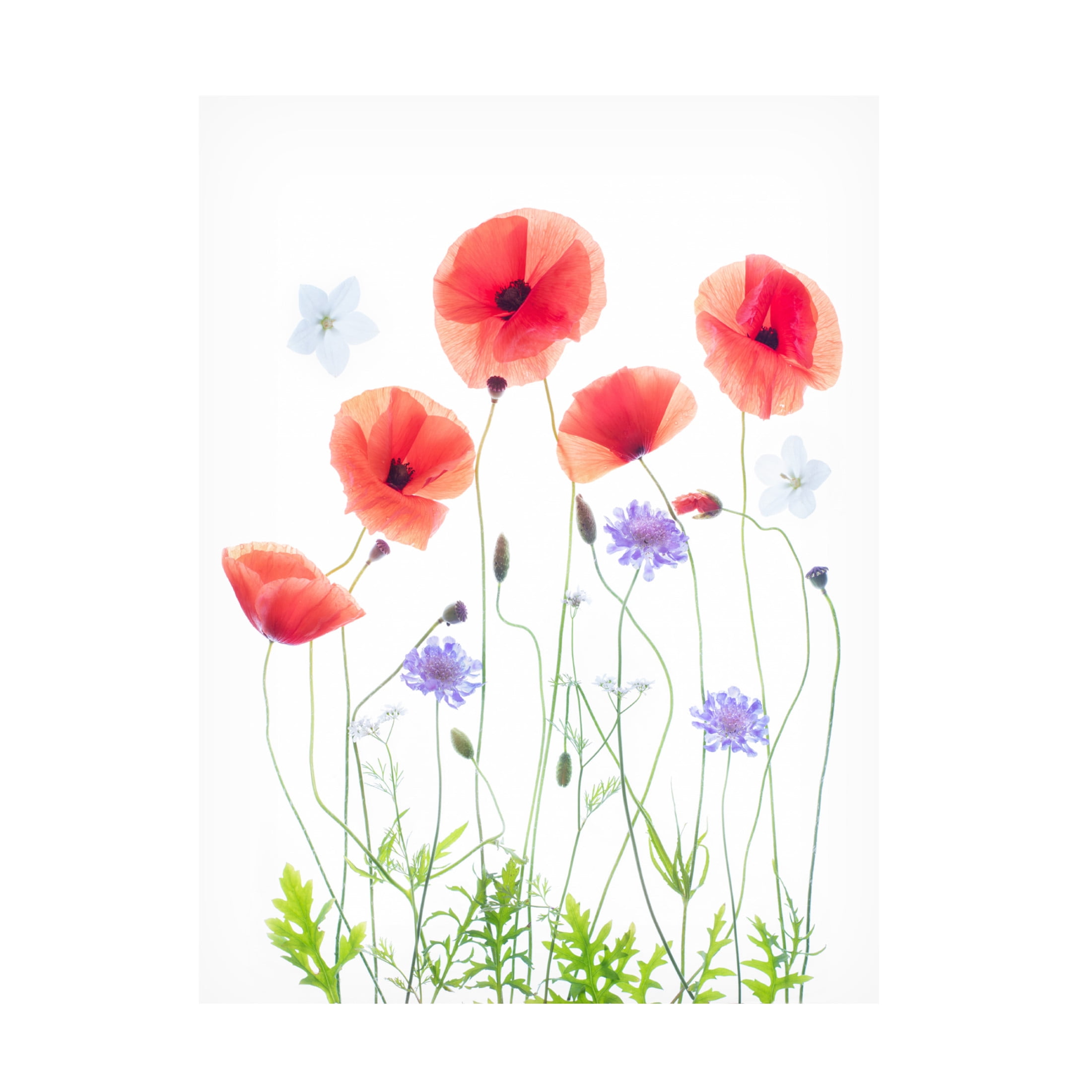Canvas Wall Art - Sharon Williams 'Poppy Garden' Wall Art for Living Room, Bedroom, or Office Décor by Trademark Fine Art - 24 x 32 Inches