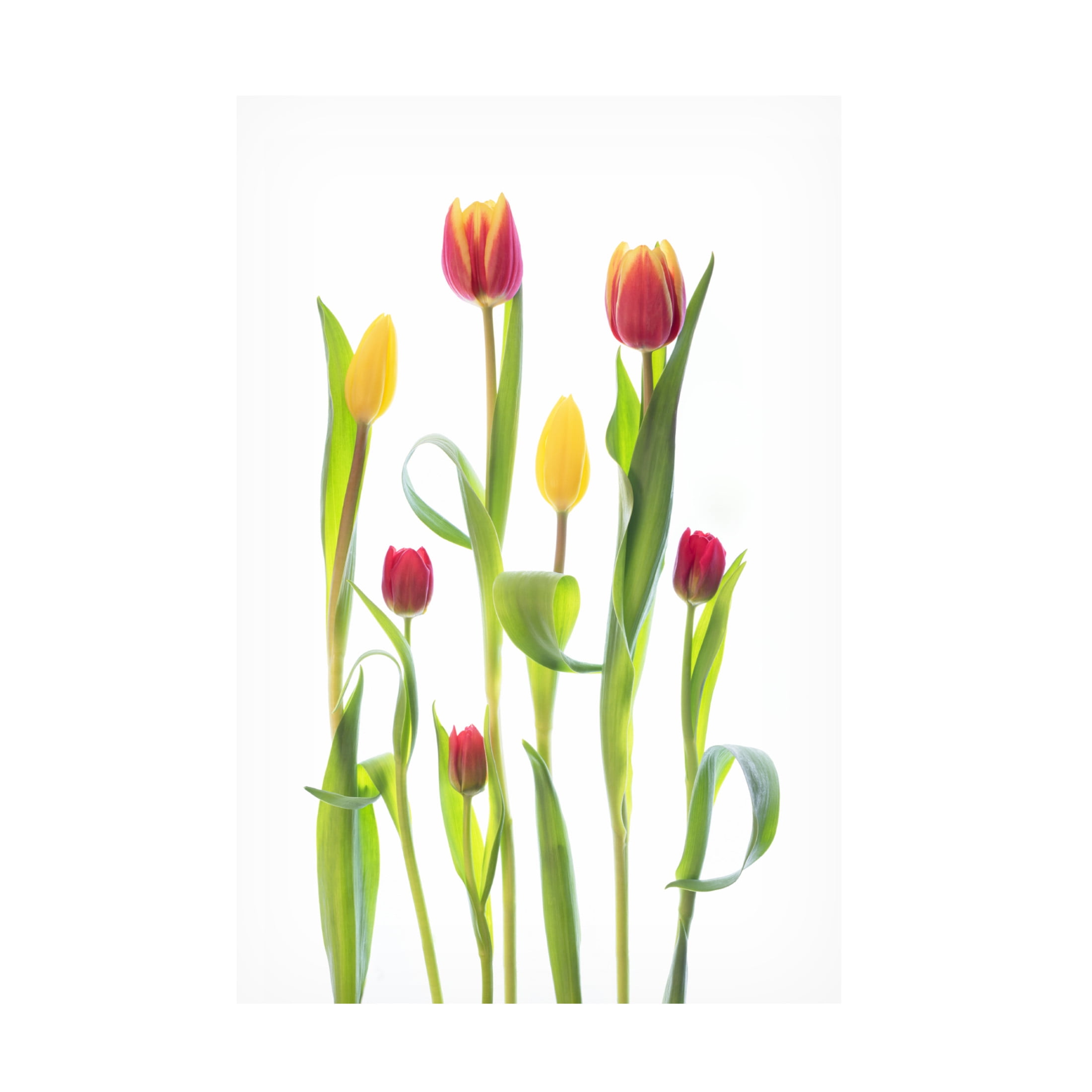 Canvas Wall Art - Sharon Williams 'Tulips' Wall Art for Living Room, Bedroom, or Office Décor by Trademark Fine Art - 12 x 19 Inches