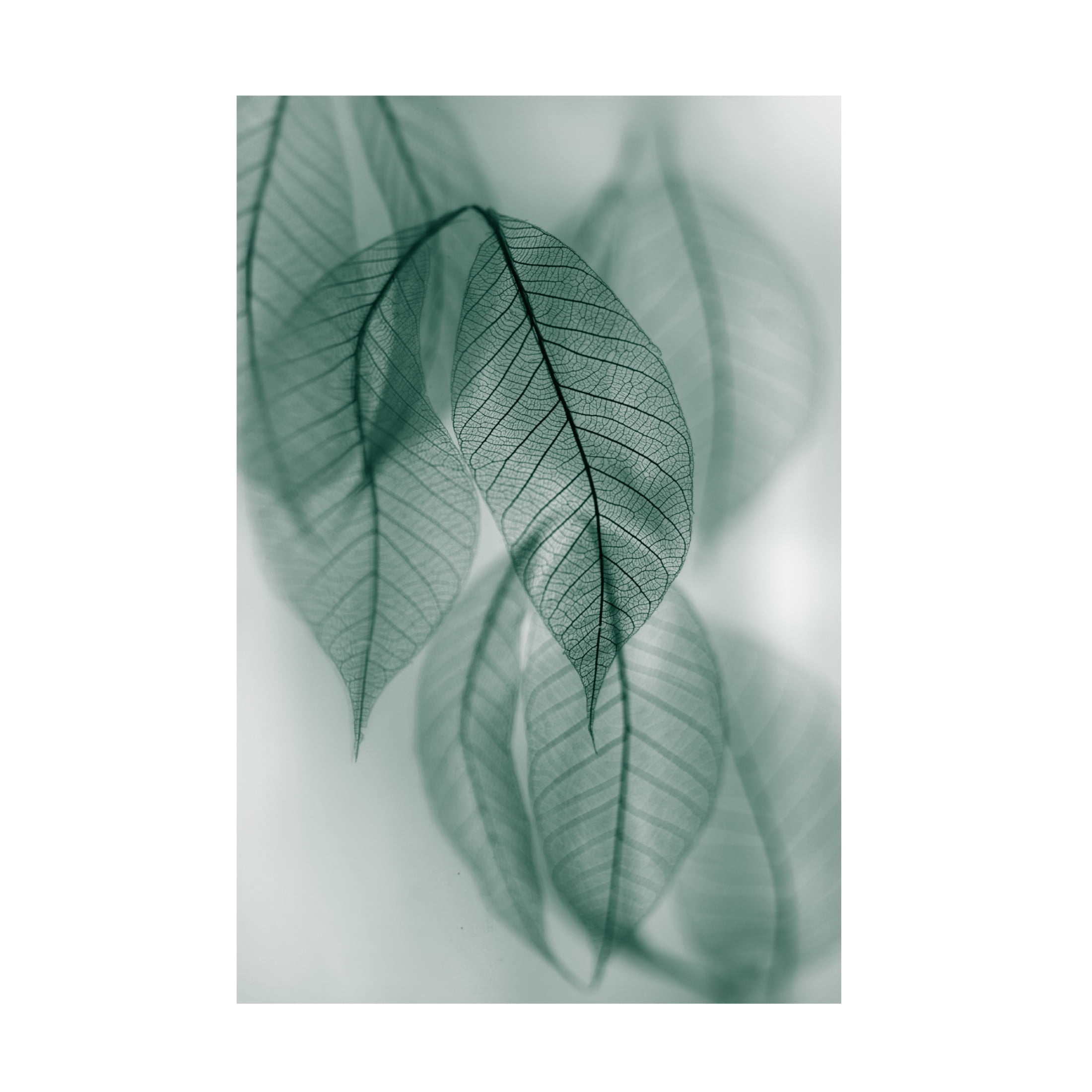 Canvas Wall Art - Shihya Kowatari 'Leaf' Wall Art for Living Room, Bedroom, or Office Décor by Trademark Fine Art - 22 x 32 Inches