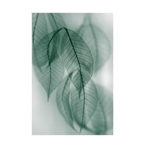 Canvas Wall Art - Shihya Kowatari 'Leaf' Wall Art for Living Room, Bedroom, or Office Décor by Trademark Fine Art - 30 x 47 Inches