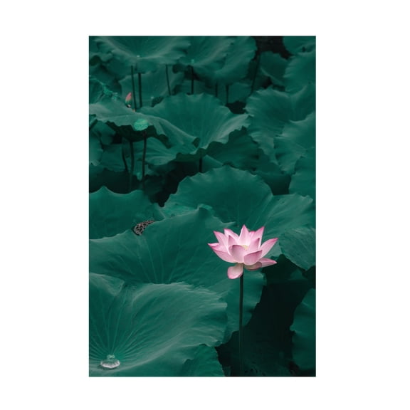 Canvas Wall Art - ShutterLore 'Outstanding' Wall Art for Living Room, Bedroom, or Office D?cor by Trademark Fine Art - 16 x 24 Inches