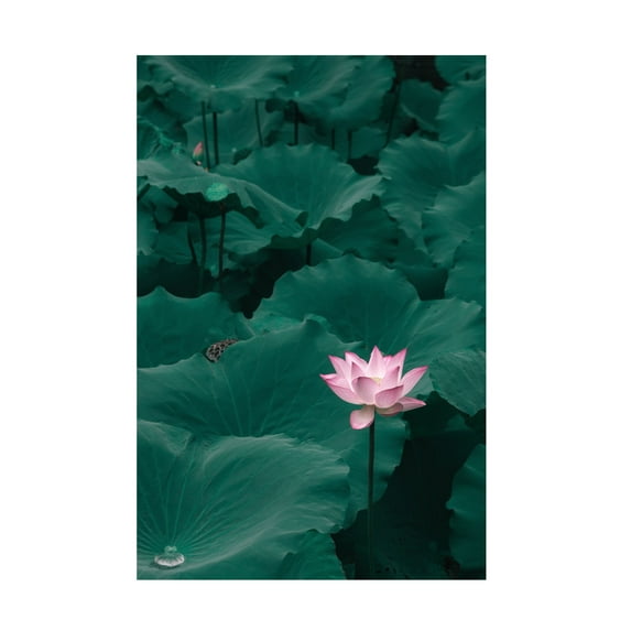 Canvas Wall Art - ShutterLore 'Outstanding' Wall Art for Living Room, Bedroom, or Office Décor by Trademark Fine Art - 22 x 32 Inches