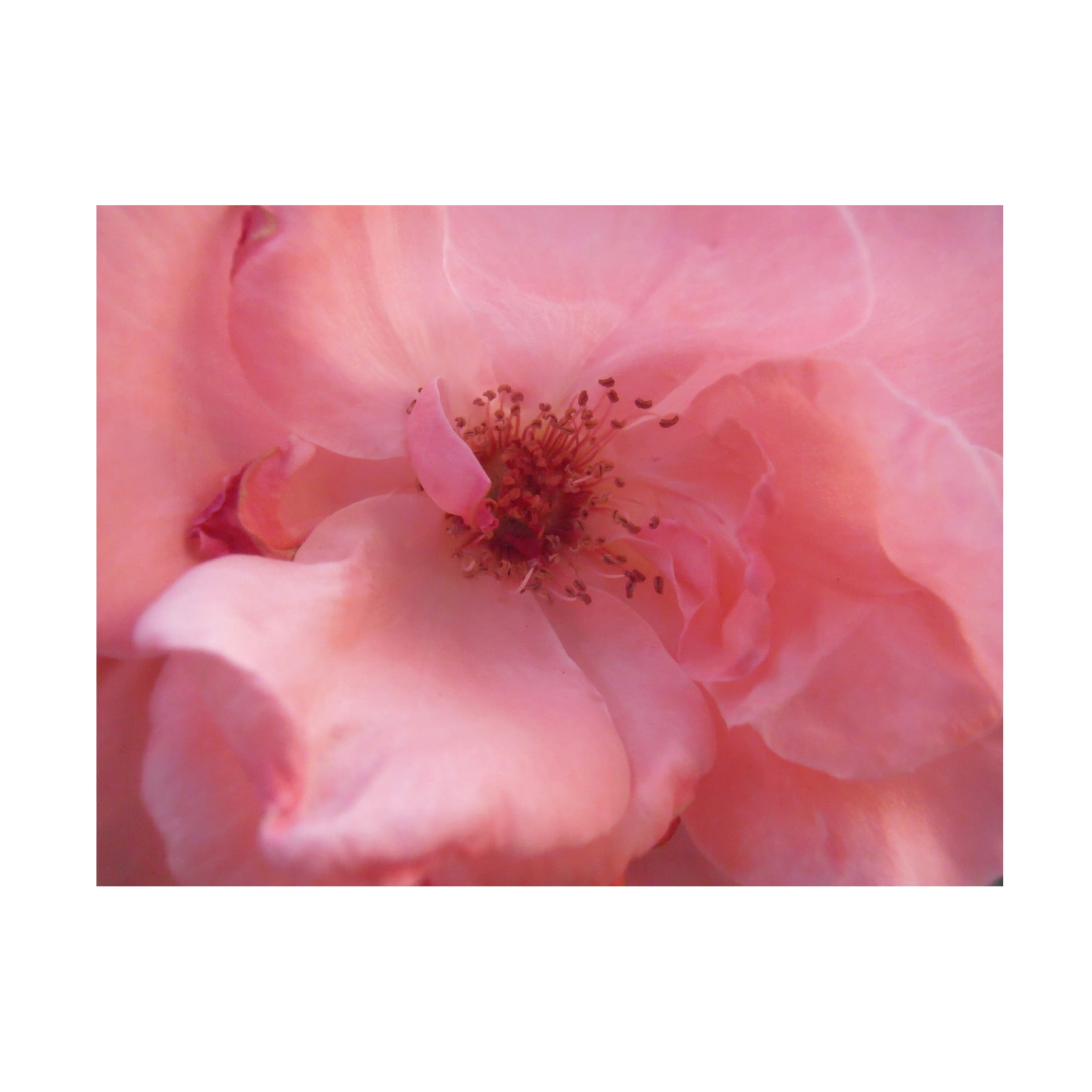 Canvas Wall Art - Snezana Petrovic 'Lovely Pink' Wall Art for Living Room, Bedroom, or Office D?cor by Trademark Fine Art - 32 x 24 Inches