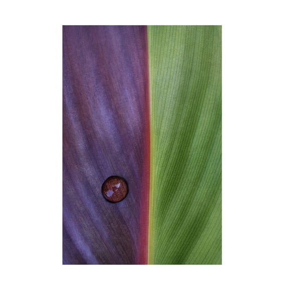 Canvas Wall Art - Stephen Clough 'Canna' Wall Art for Living Room, Bedroom, or Office D?cor by Trademark Fine Art - 12 x 19 Inches