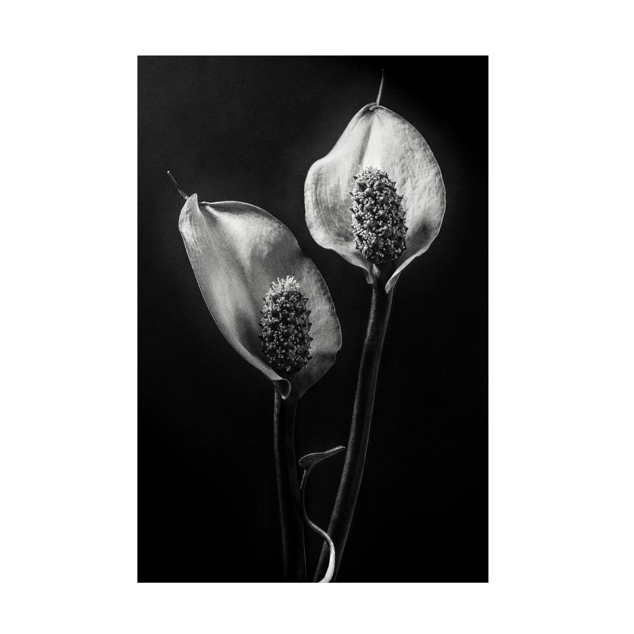 Canvas Wall Art - Stephen Clough 'Spathiphyllum' Wall Art for Living Room, Bedroom, or Office Décor by Trademark Fine Art - 22 x 32 Inches
