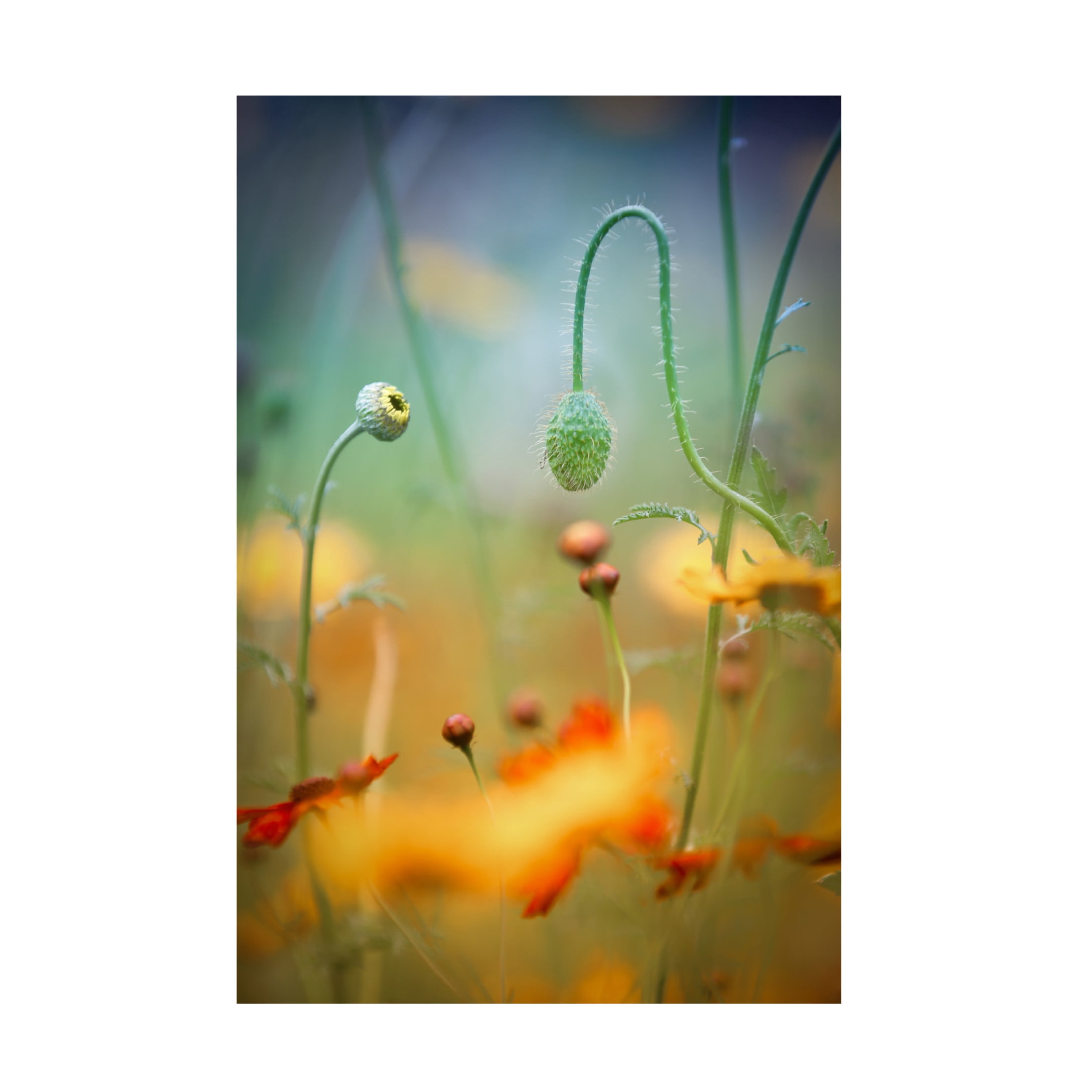 Canvas Wall Art - Steve Moore 'Poppy Field' Wall Art for Living Room, Bedroom, or Office D?cor by Trademark Fine Art - 16 x 24 Inches