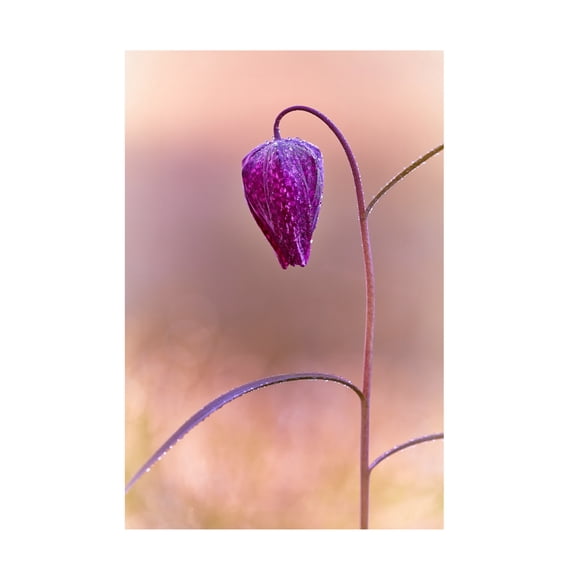 Canvas Wall Art - Stuart Williams 'Fritillary' Wall Art for Living Room, Bedroom, or Office Décor by Trademark Fine Art - 12 x 19 Inches