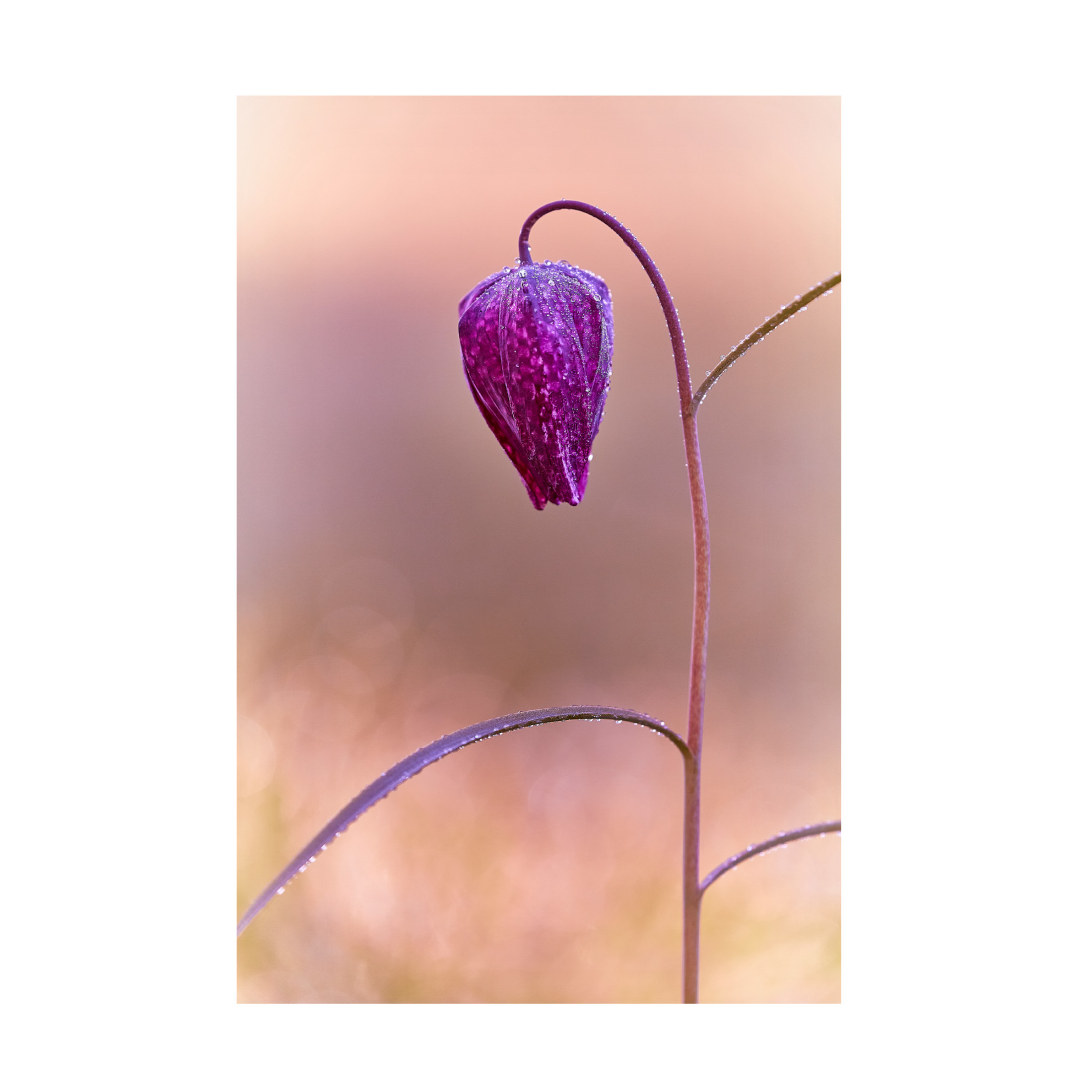 Canvas Wall Art - Stuart Williams 'Fritillary' Wall Art for Living Room, Bedroom, or Office Décor by Trademark Fine Art - 22 x 32 Inches