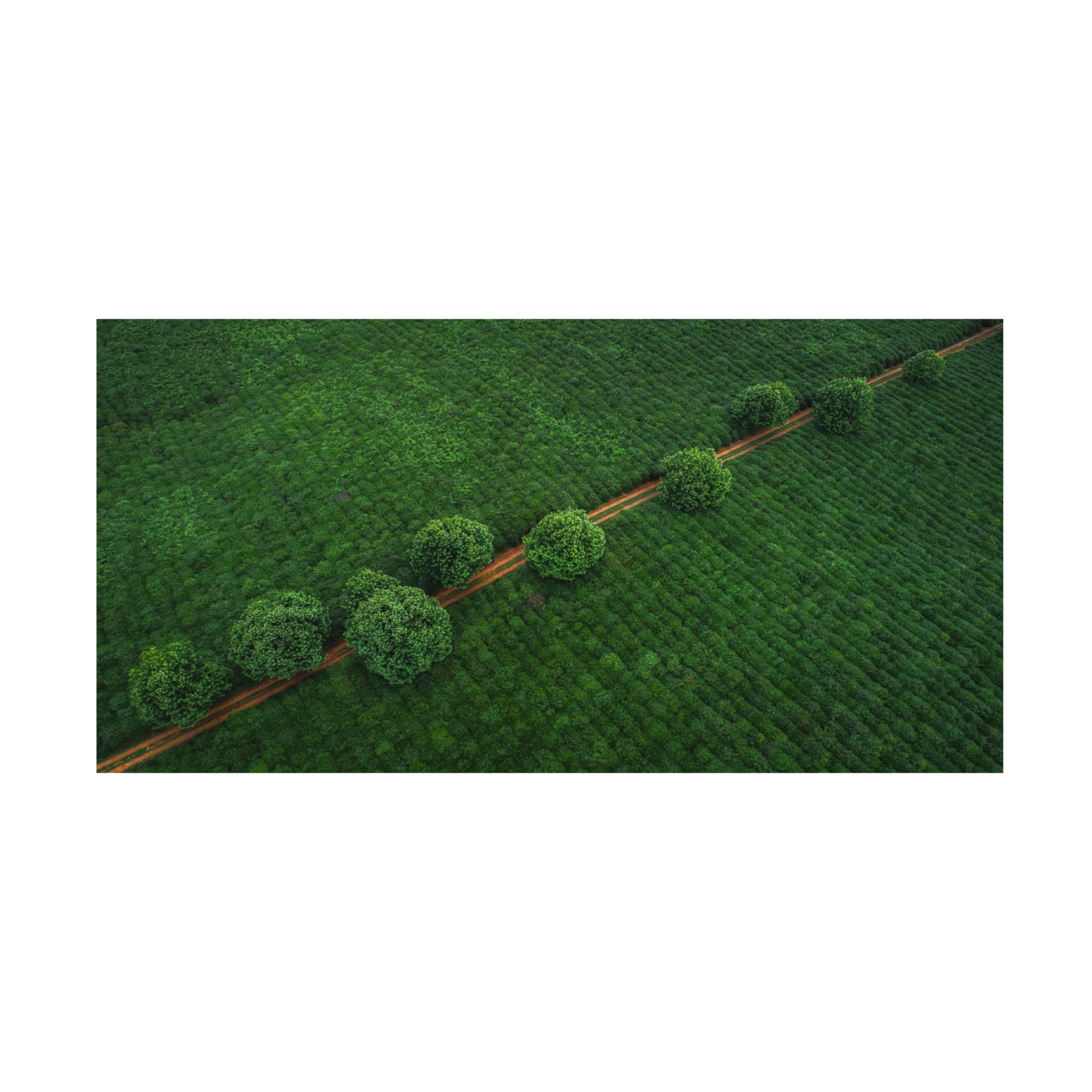 Canvas Wall Art - TIANQI  'Green Pearls' Wall Art for Living Room, Bedroom, or Office Décor by Trademark Fine Art - 19 x 10 Inches