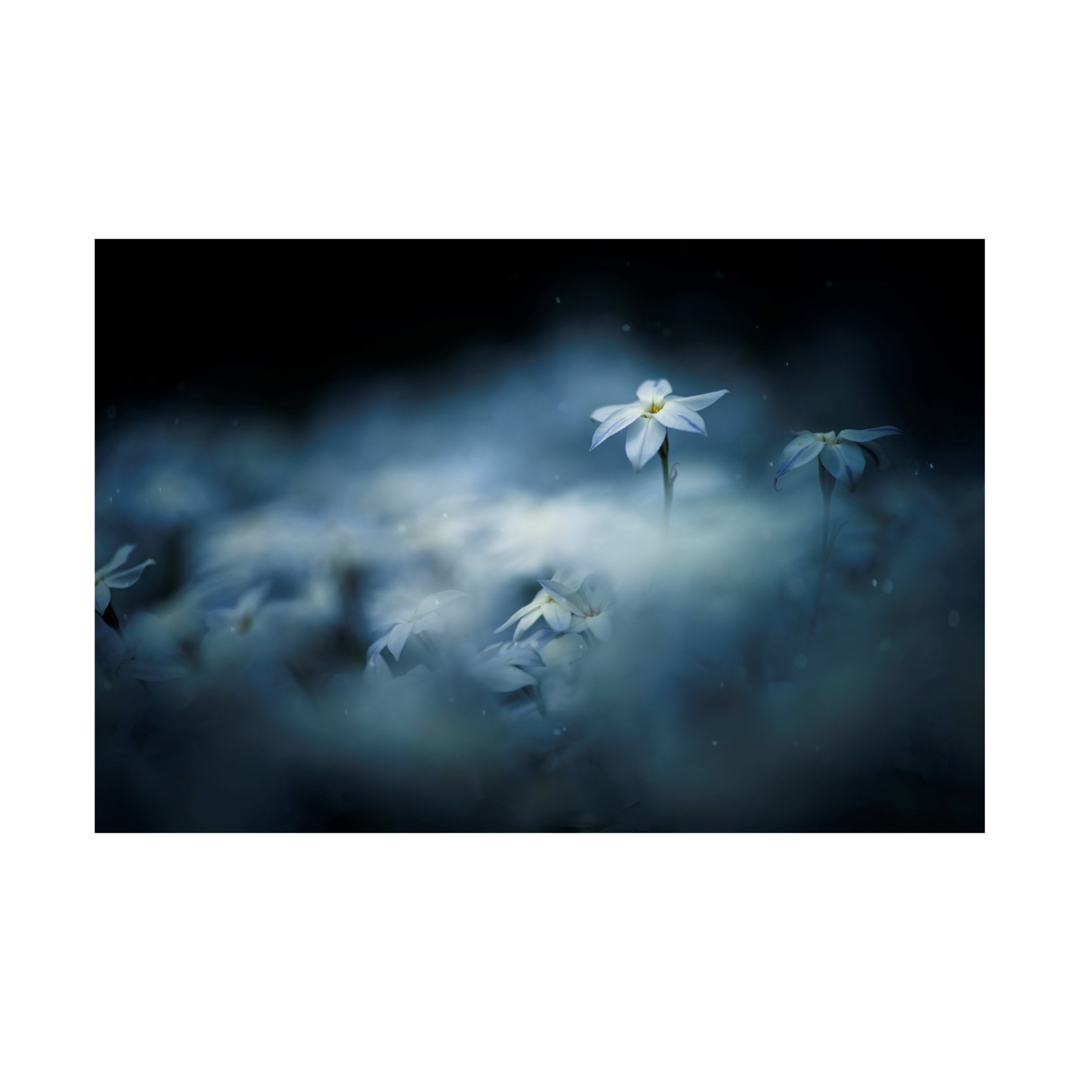 Canvas Wall Art - Takashi Suzuki 'Spring Glow' Wall Art for Living Room, Bedroom, or Office D?cor by Trademark Fine Art - 32 x 22 Inches