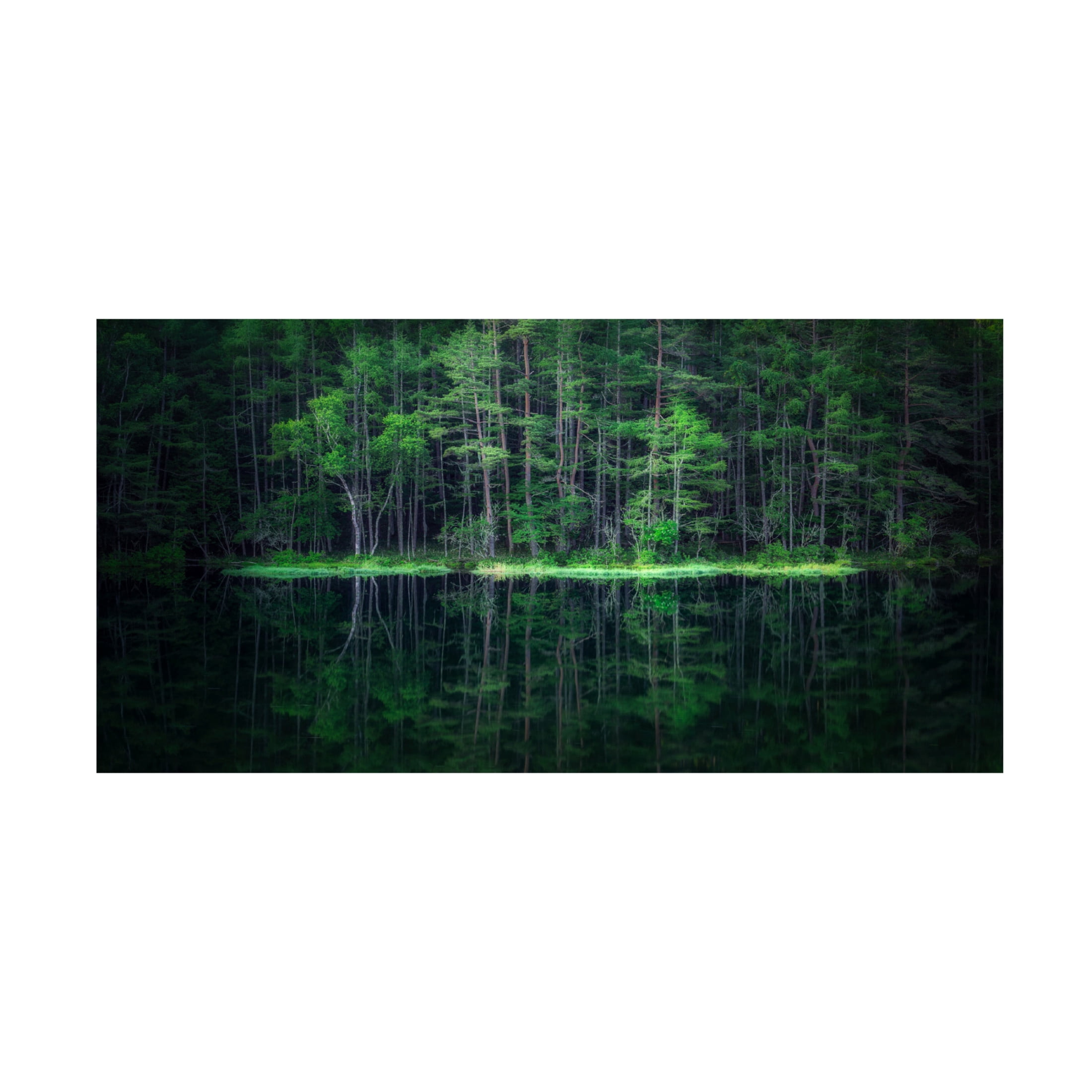 Canvas Wall Art - Takeshi Mitamura 'Green World' Wall Art for Living Room, Bedroom, or Office Décor by Trademark Fine Art - 47 x 24 Inches