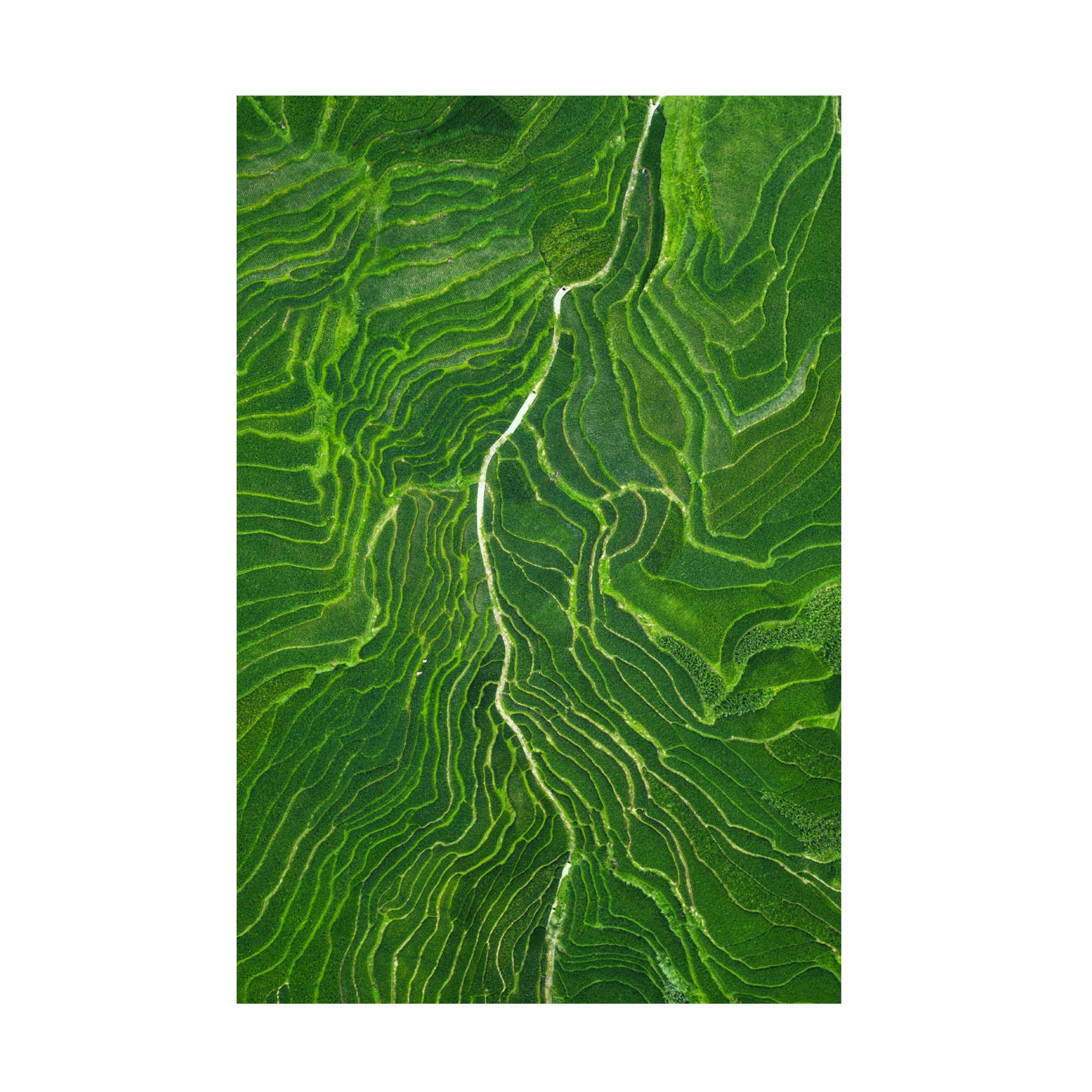 Canvas Wall Art - Tianqi 'Vein' Wall Art for Living Room, Bedroom, or Office Décor by Trademark Fine Art - 22 x 32 Inches