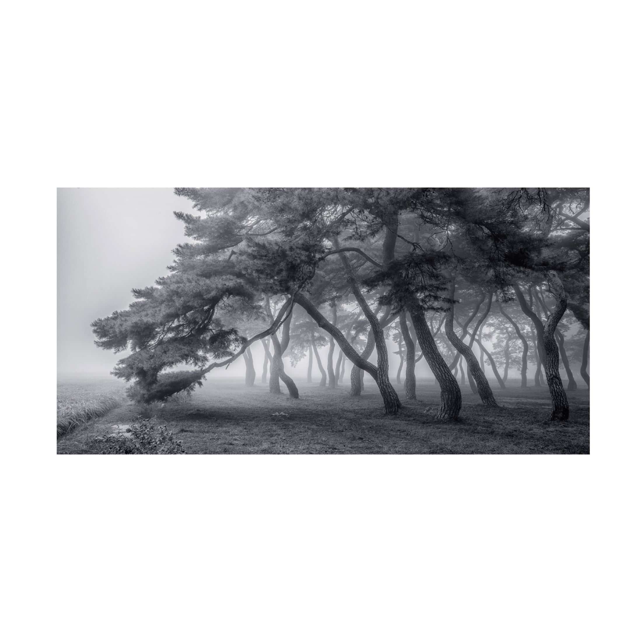 Canvas Wall Art - Tiger Seo 'Always' Wall Art for Living Room, Bedroom, or Office D?cor by Trademark Fine Art - 47 x 24 Inches