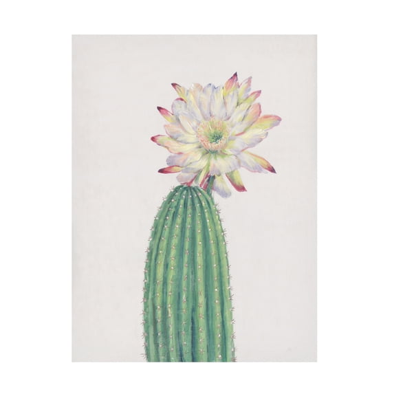 Canvas Wall Art - Tim OToole 'Cactus Blossom I' Wall Art for Living Room, Bedroom, or Office Décor by Trademark Fine Art - 24 x 32 Inches