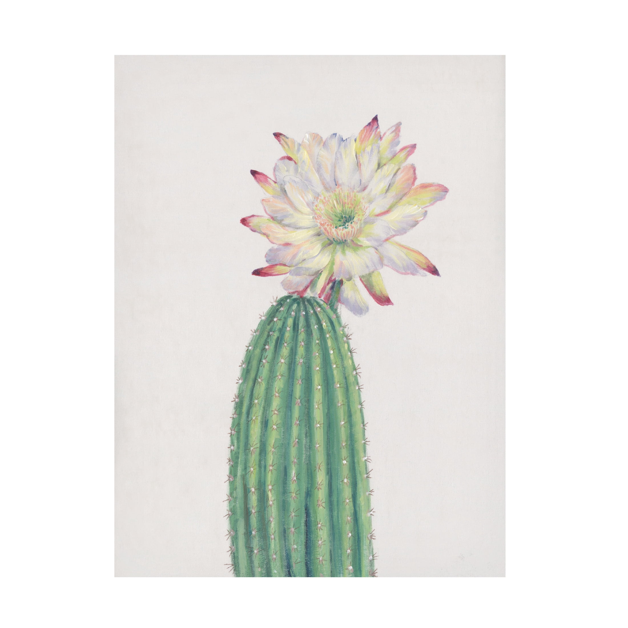 Canvas Wall Art - Tim OToole 'Cactus Blossom I' Wall Art for Living Room, Bedroom, or Office Décor by Trademark Fine Art - 35 x 47 Inches