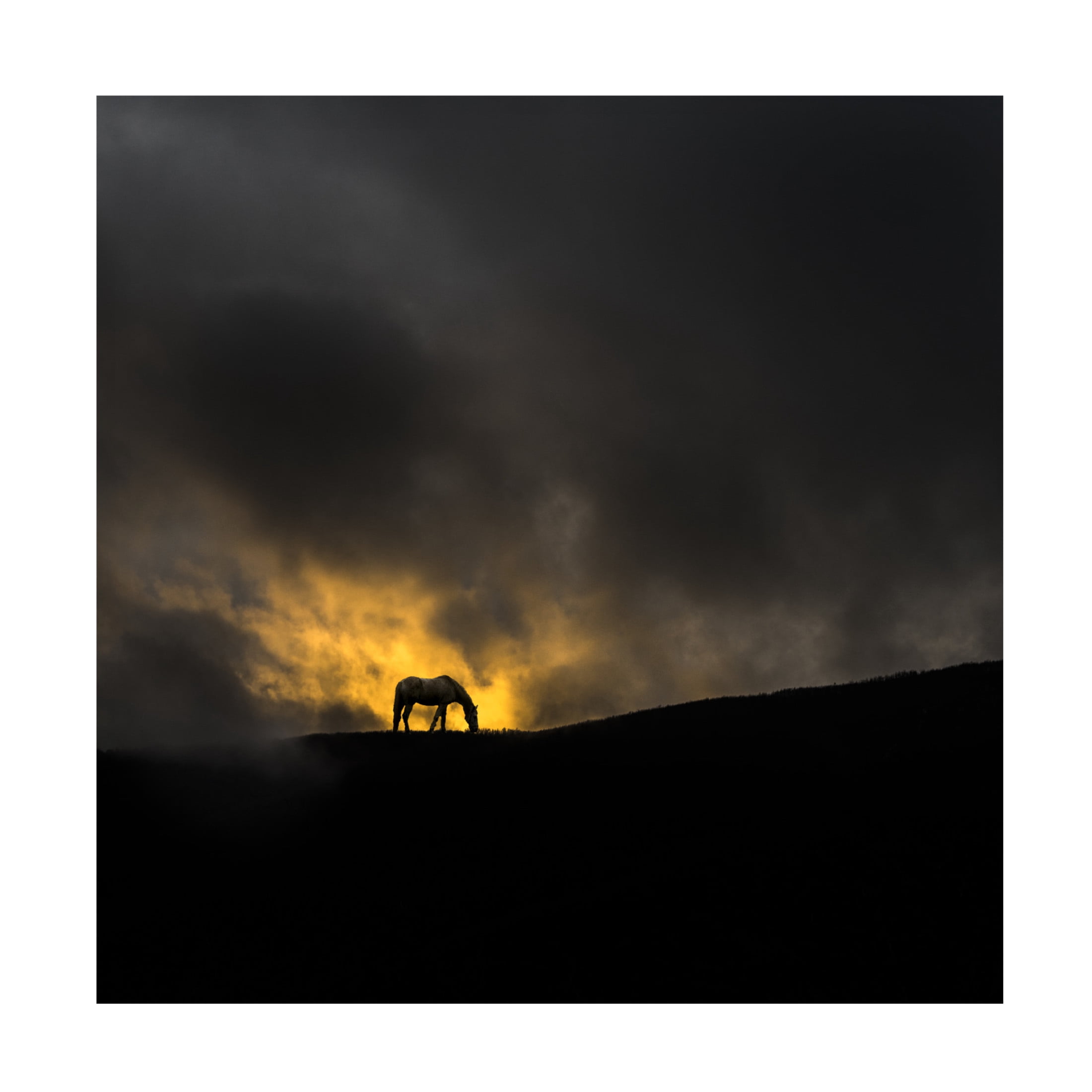 Canvas Wall Art - Todor Tanev 'Golden Horse' Wall Art for Living Room, Bedroom, or Office Décor by Trademark Fine Art - 24 x 24 Inches