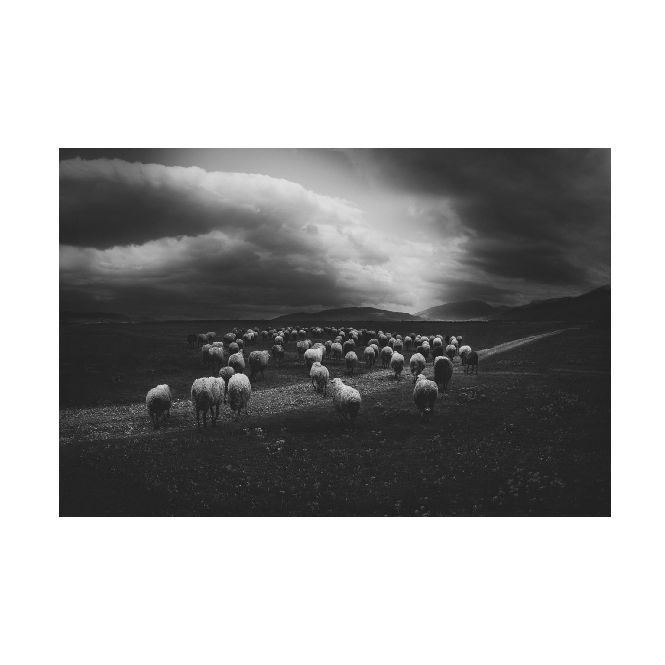 Canvas Wall Art - Todor Tanev 'Sheep Landscape' Wall Art for Living Room, Bedroom, or Office D?cor by Trademark Fine Art - 19 x 12 Inches