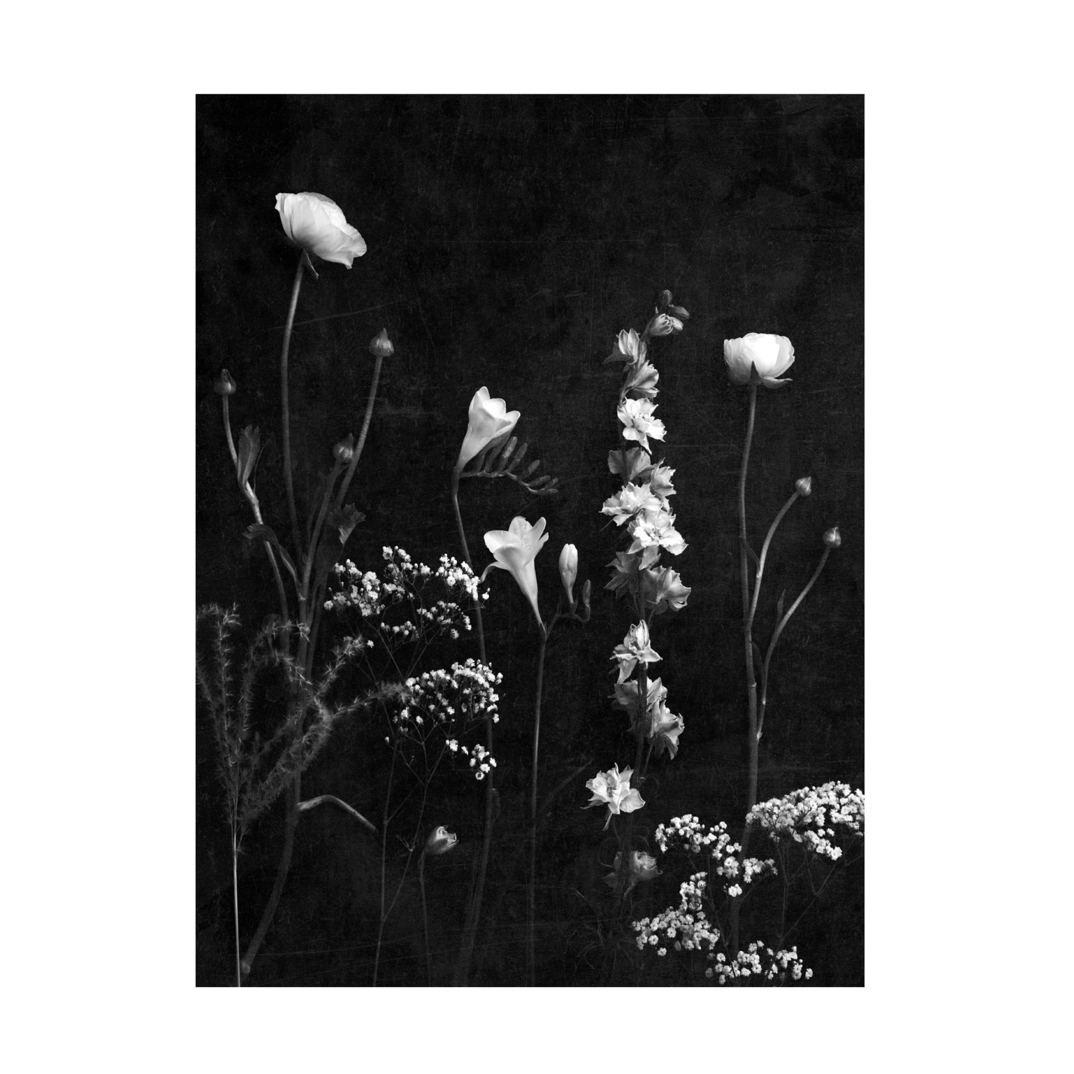 Canvas Wall Art - Tom Quartermaine 'Black and White Botanicals with Texture' Wall Art for Living Room, Bedroom, or Office Décor by Trademark Fine Art - 24 x 32 Inches