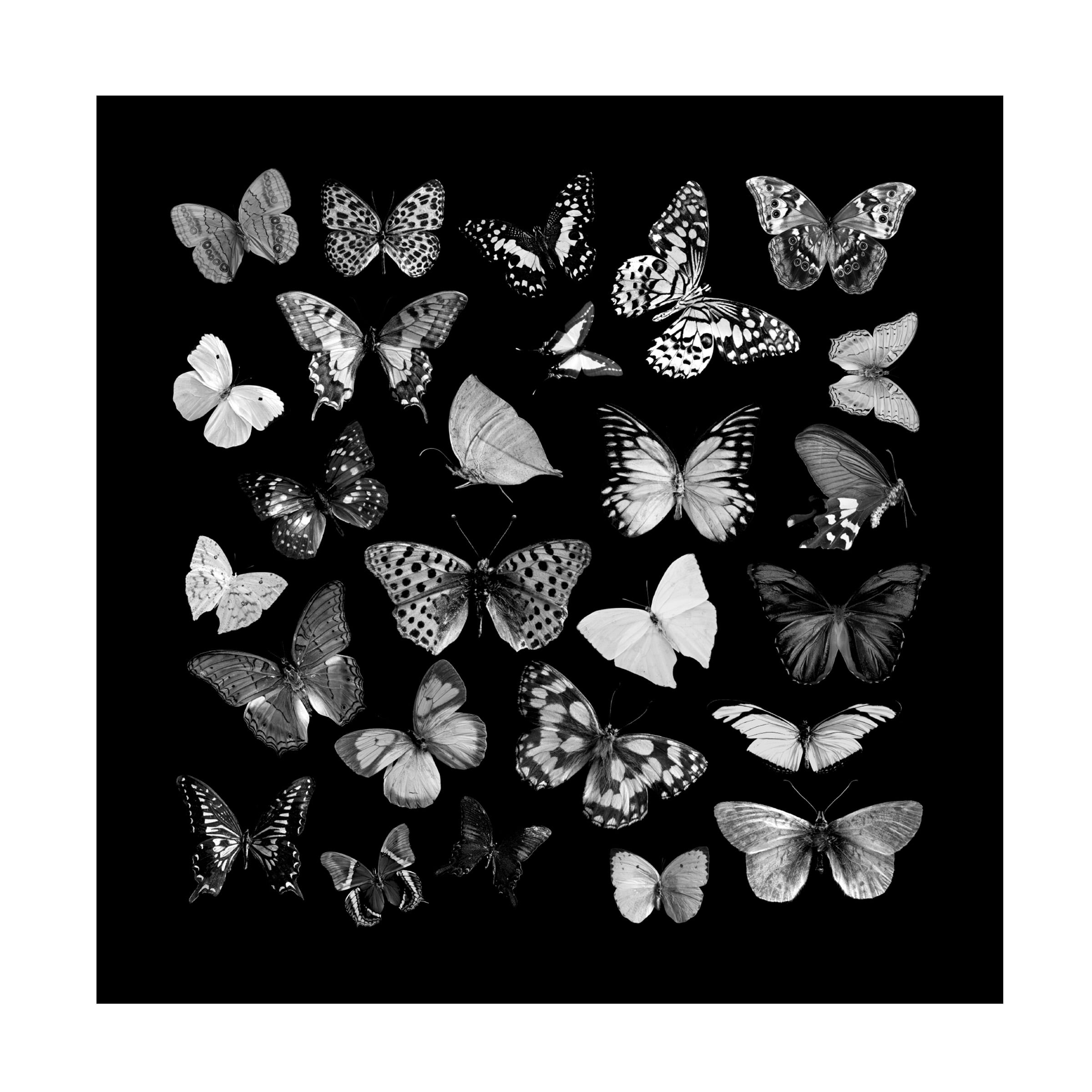 Canvas Wall Art - Tom Quartermaine 'Black and White Butterflies Square' Wall Art for Living Room, Bedroom, or Office DÃ©cor by Trademark Fine Art - 14 x 14 Inches