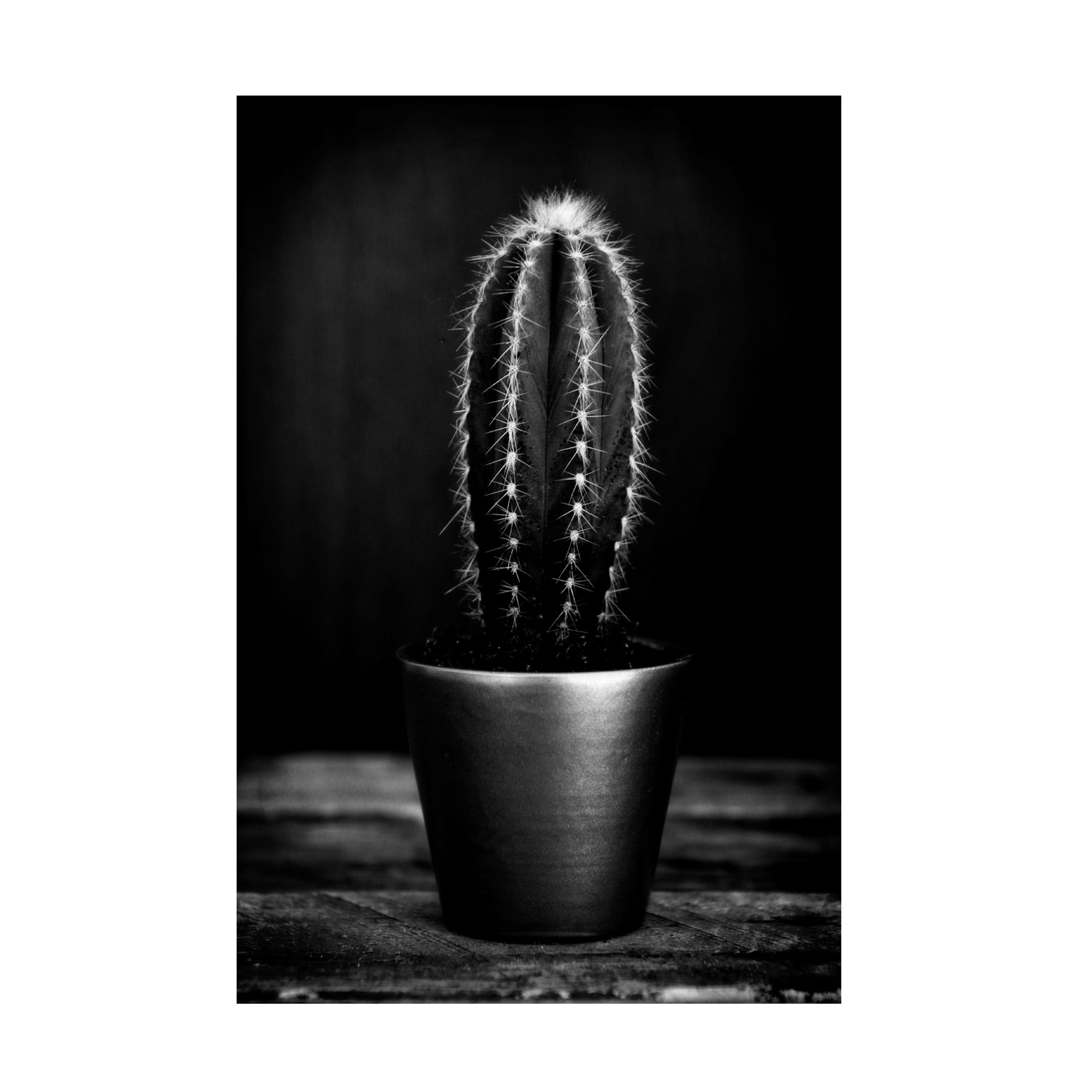 Canvas Wall Art - Tom Quartermaine 'Black and White Cactus' Wall Art for Living Room, Bedroom, or Office DÃ©cor by Trademark Fine Art - 16 x 24 Inches
