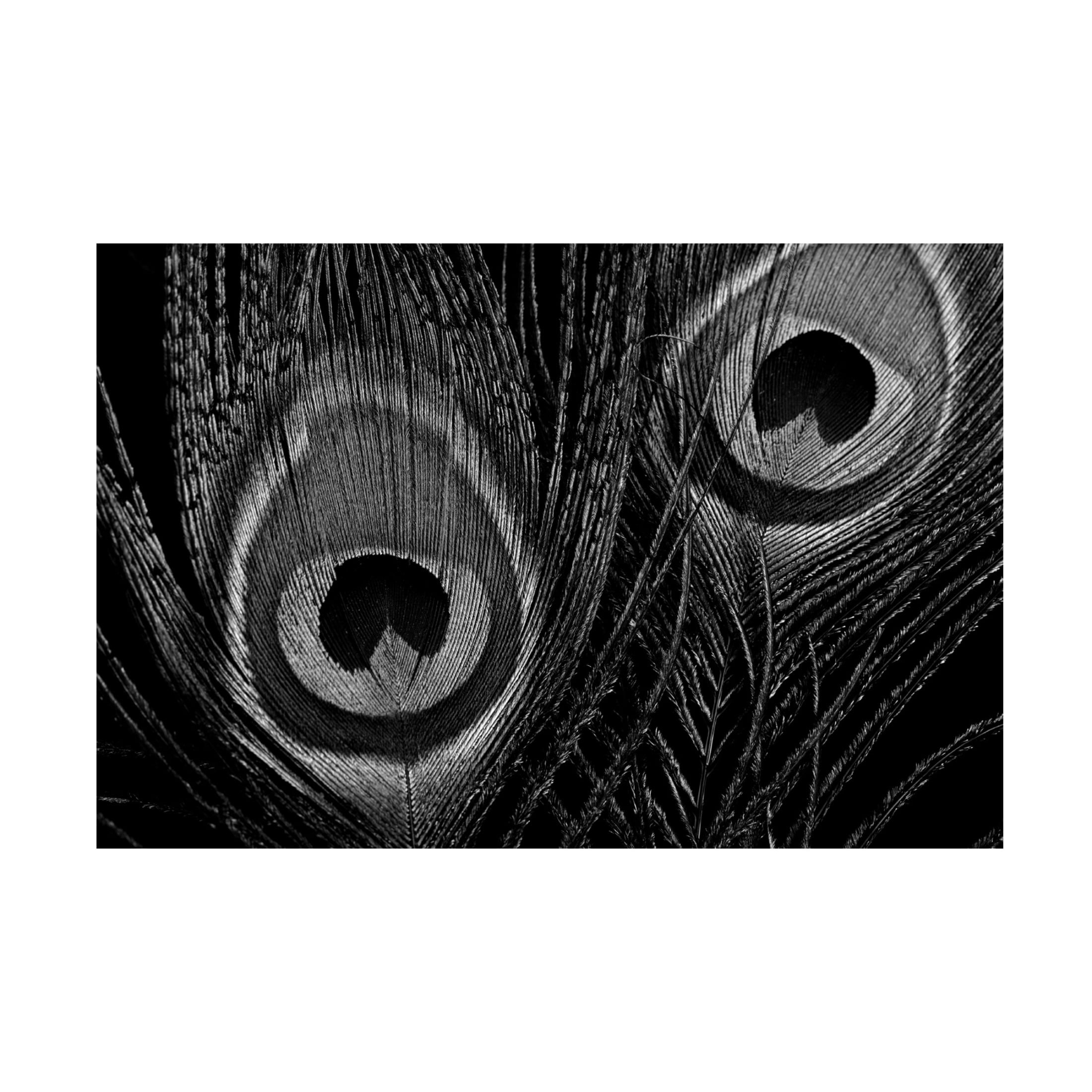 Canvas Wall Art - Tom Quartermaine 'Black and White Peacock Feathers Close up' Wall Art for Living Room, Bedroom, or Office Décor by Trademark Fine Art - 19 x 12 Inches
