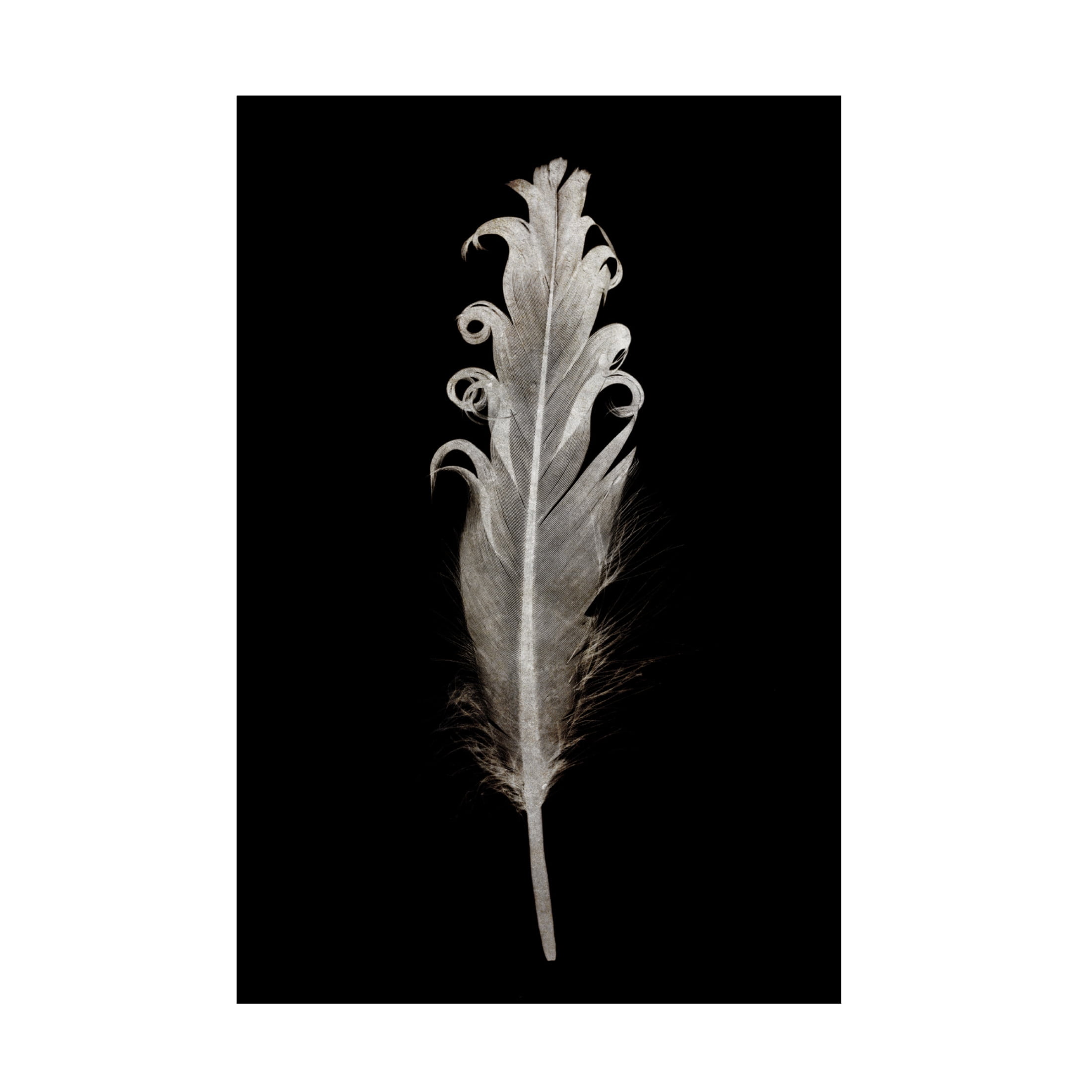 Canvas Wall Art - Tom Quartermaine 'Black and White Pretty Feather' Wall Art for Living Room, Bedroom, or Office Décor by Trademark Fine Art - 22 x 32 Inches