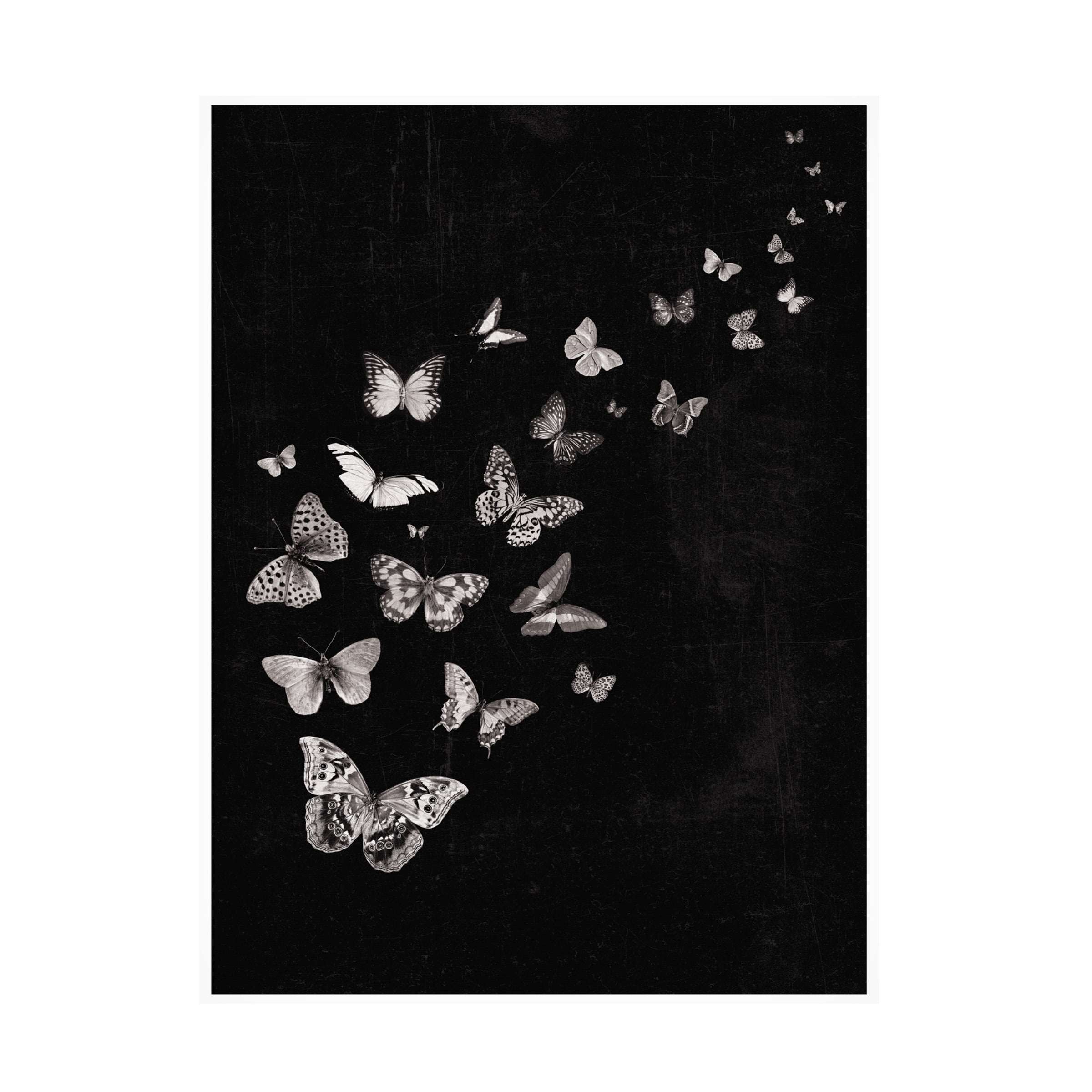 Canvas Wall Art - Tom Quartermaine 'Flying Butterflies Black and White Print' Wall Art for Living Room, Bedroom, or Office Décor by Trademark Fine Art - 24 x 32 Inches