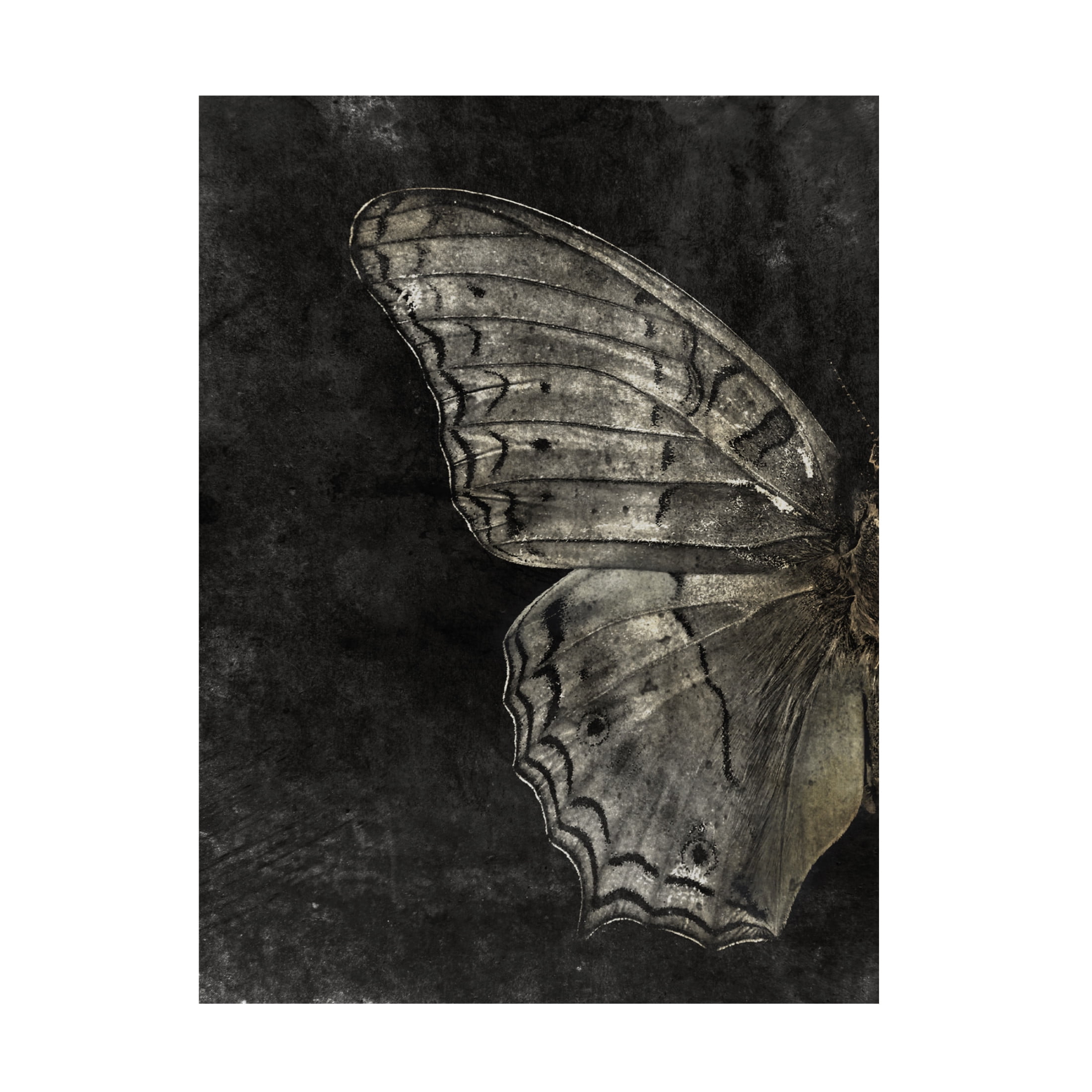 Grunge Butterfly Black and White Canvas Wall Art with Wood Frame - 14 x 19 Inches