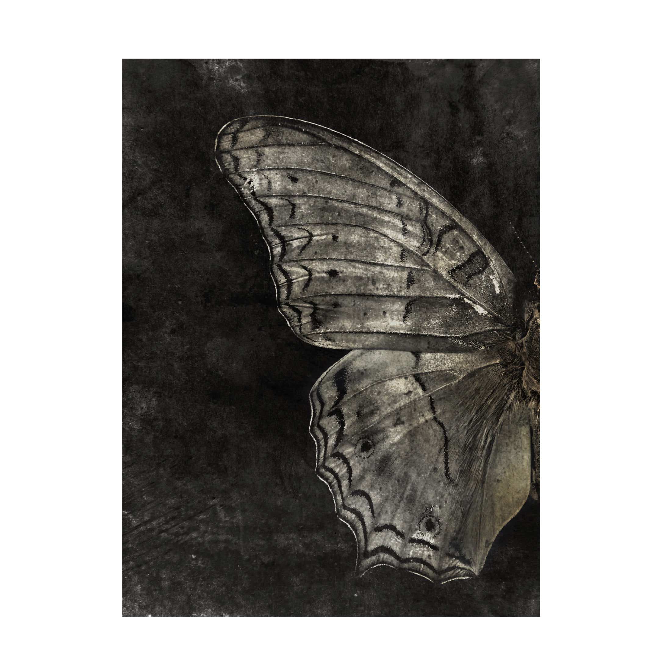 Canvas Wall Art - Tom Quartermaine 'Grunge Butterfly' Wall Art for Living Room, Bedroom, or Office Décor by Trademark Fine Art - 24 x 32 Inches