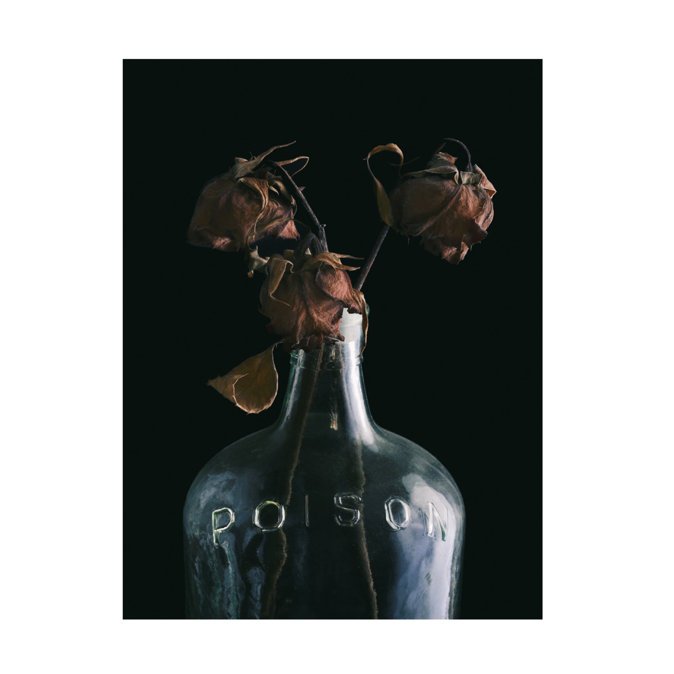 Canvas Wall Art - Tom Quartermaine 'Poison Bottle and Dead Flowers' Wall Art for Living Room, Bedroom, or Office Décor by Trademark Fine Art - 35 x 47 Inches