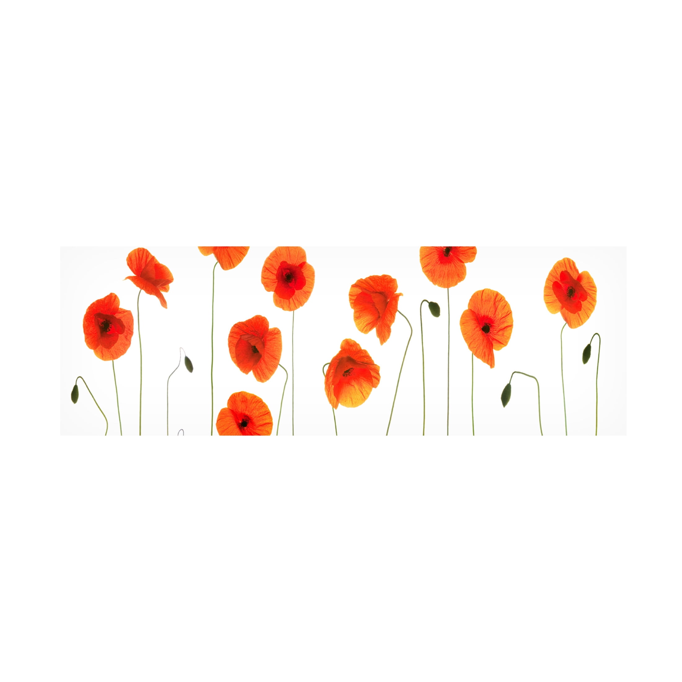 Canvas Wall Art - Tom Quartermaine 'Row of Poppies on White' Wall Art for Living Room, Bedroom, or Office Décor by Trademark Fine Art - 47 x 16 Inches