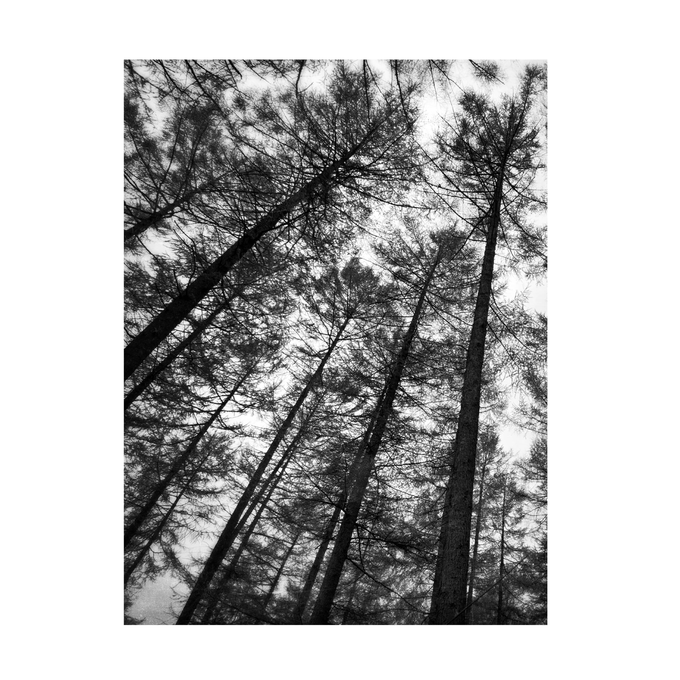 Canvas Wall Art - Tom Quartermaine 'Set of 2 Dark Tree Forest Wall Art Prints 1' Wall Art for Living Room, Bedroom, or Office Décor by Trademark Fine Art - 35 x 47 Inches
