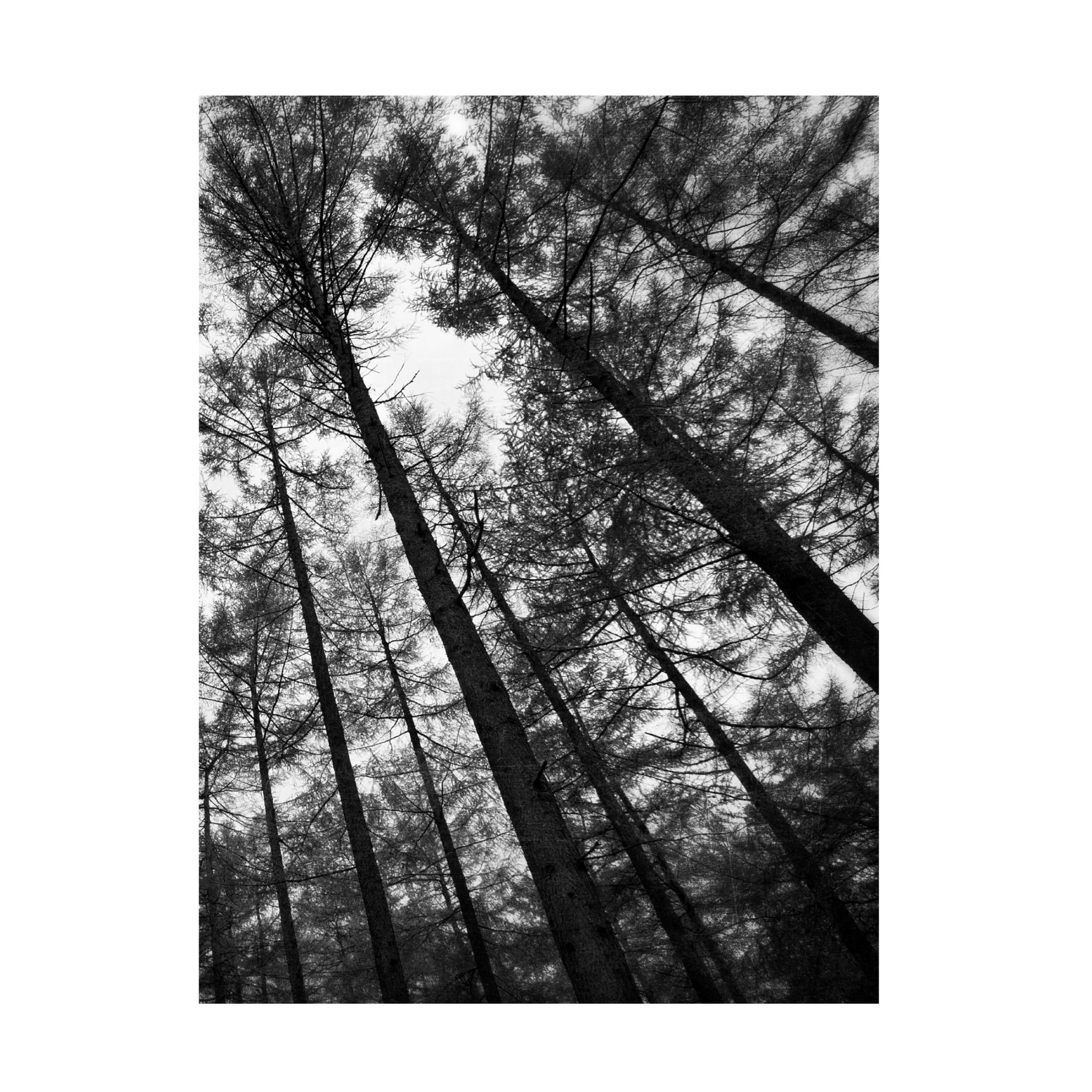 Canvas Wall Art - Tom Quartermaine 'Set of 2 Dark Tree Forest Wall Art Prints 2' Wall Art for Living Room, Bedroom, or Office Décor by Trademark Fine Art - 14 x 19 Inches