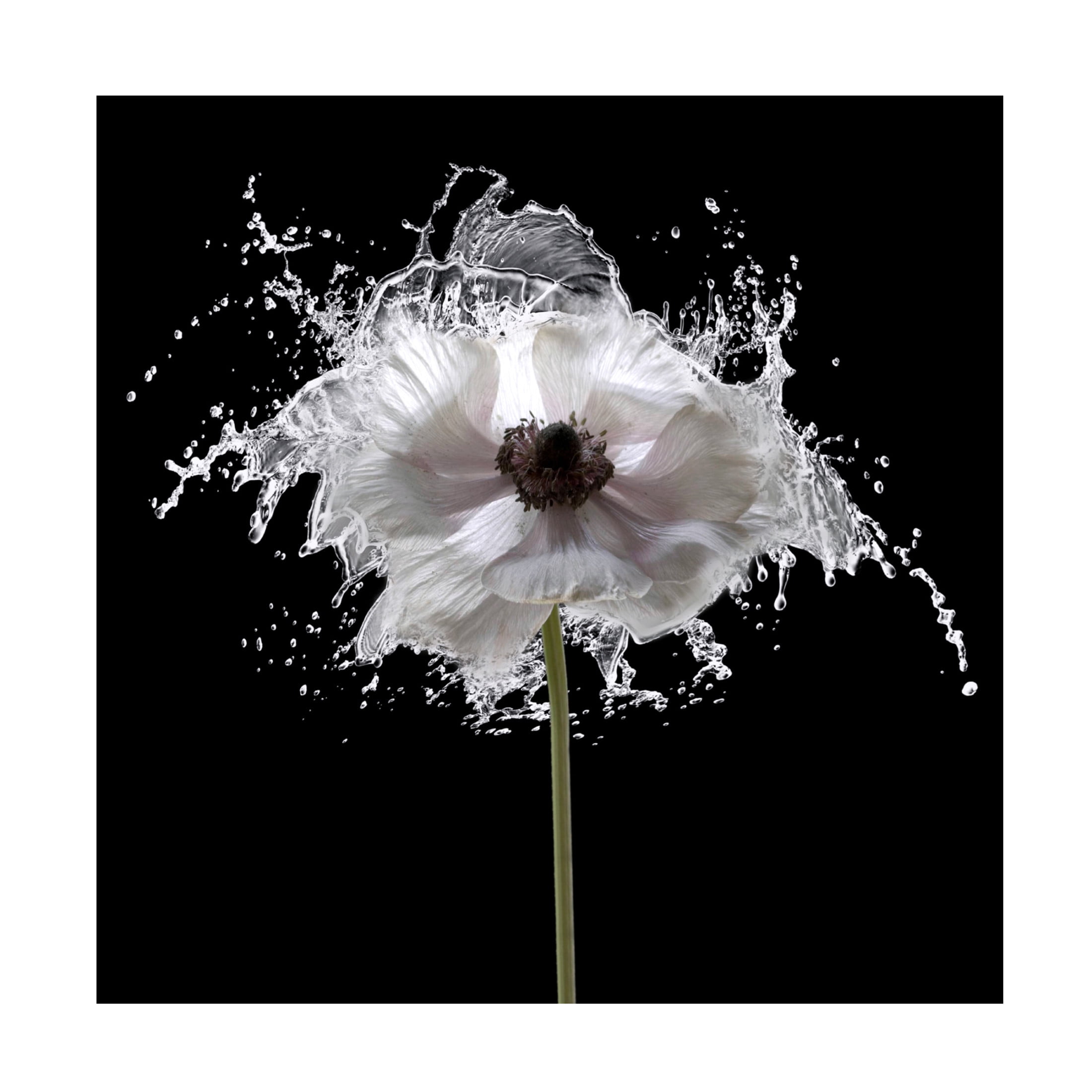 Canvas Wall Art - Tom Quartermaine 'Splash Floral' Wall Art for Living Room, Bedroom, or Office Décor by Trademark Fine Art - 14 x 14 Inches