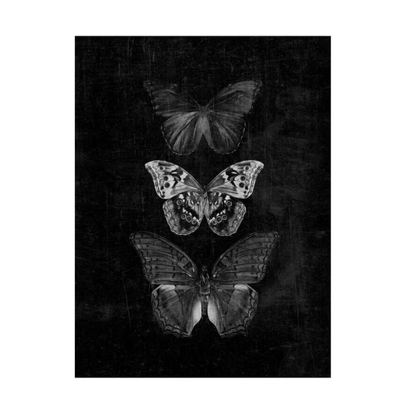 Canvas Wall Art - Tom Quartermaine 'Three Butterflies on Black Print Original' Wall Art for Living Room, Bedroom, or Office Décor by Trademark Fine Art - 14 x 19 Inches