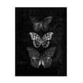 thumbnail image 1 of Canvas Wall Art - Tom Quartermaine 'Three Butterflies on Black Print Original' Wall Art for Living Room, Bedroom, or Office DÃ©cor by Trademark Fine Art - 35 x 47 Inches, 1 of 4