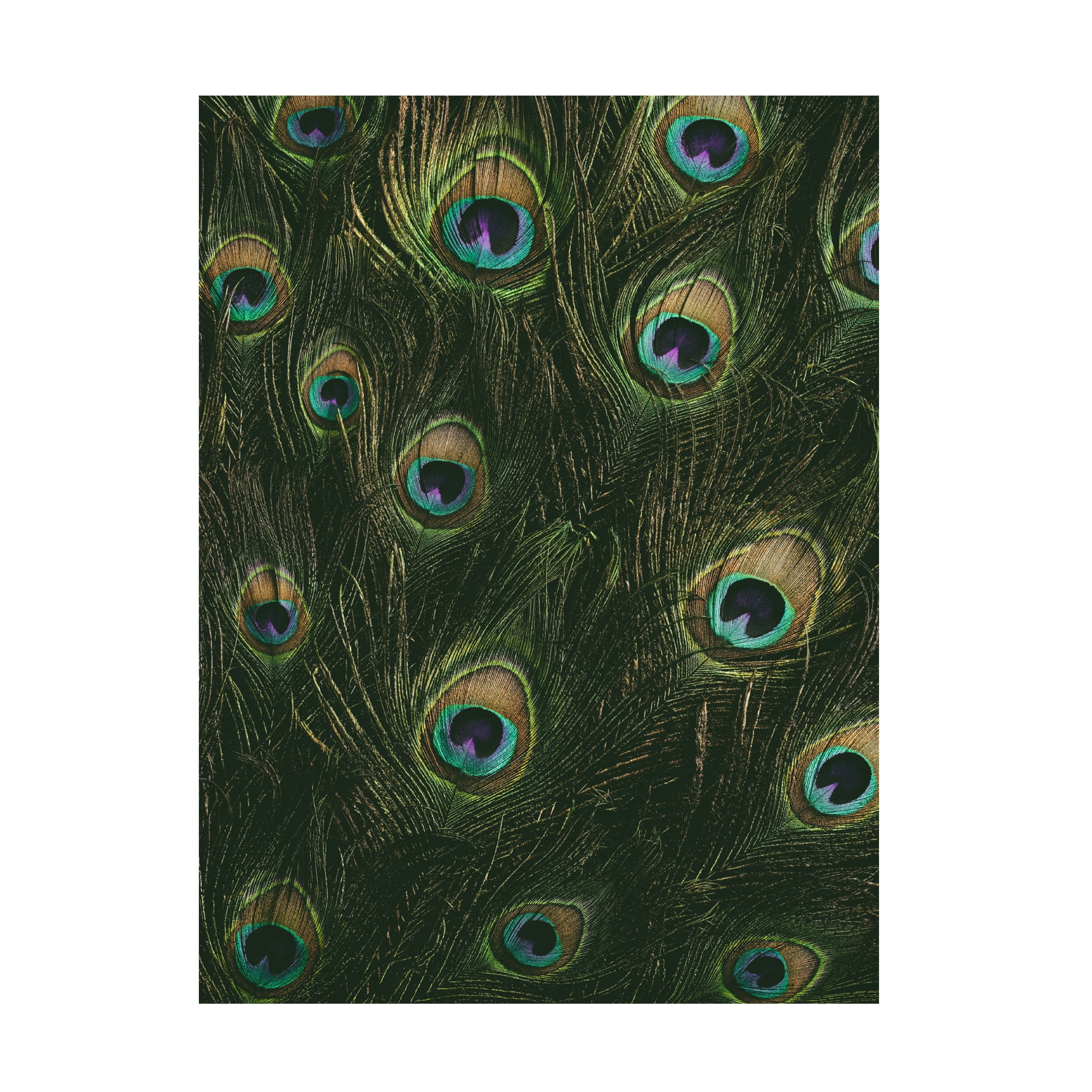 Canvas Wall Art - Tom Quartermaine 'Vintage Multi Peacock Feathers' Wall Art for Living Room, Bedroom, or Office Décor by Trademark Fine Art - 24 x 32 Inches
