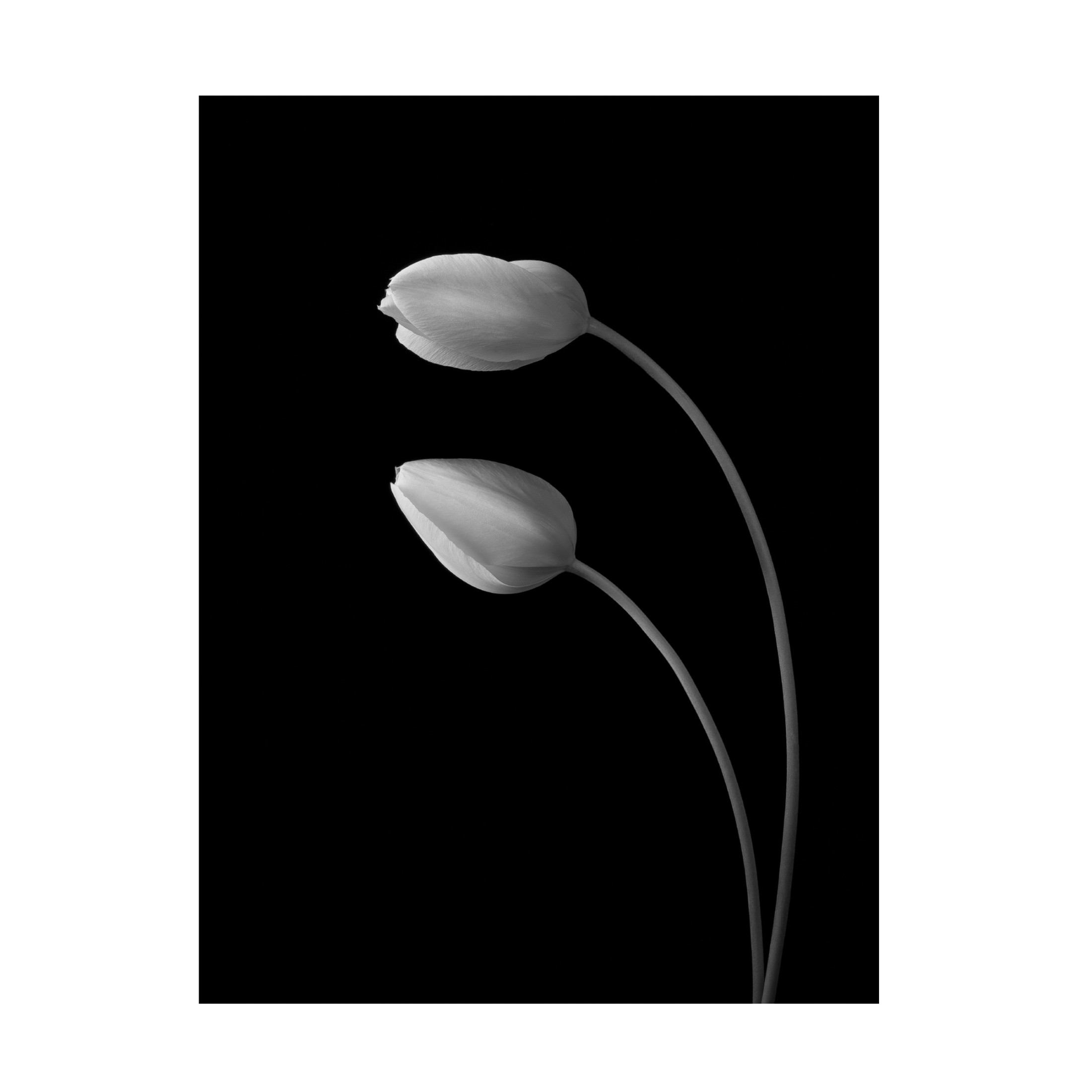 Canvas Wall Art - Tonyxu 'Flowers Love' Wall Art for Living Room, Bedroom, or Office Décor by Trademark Fine Art - 14 x 19 Inches