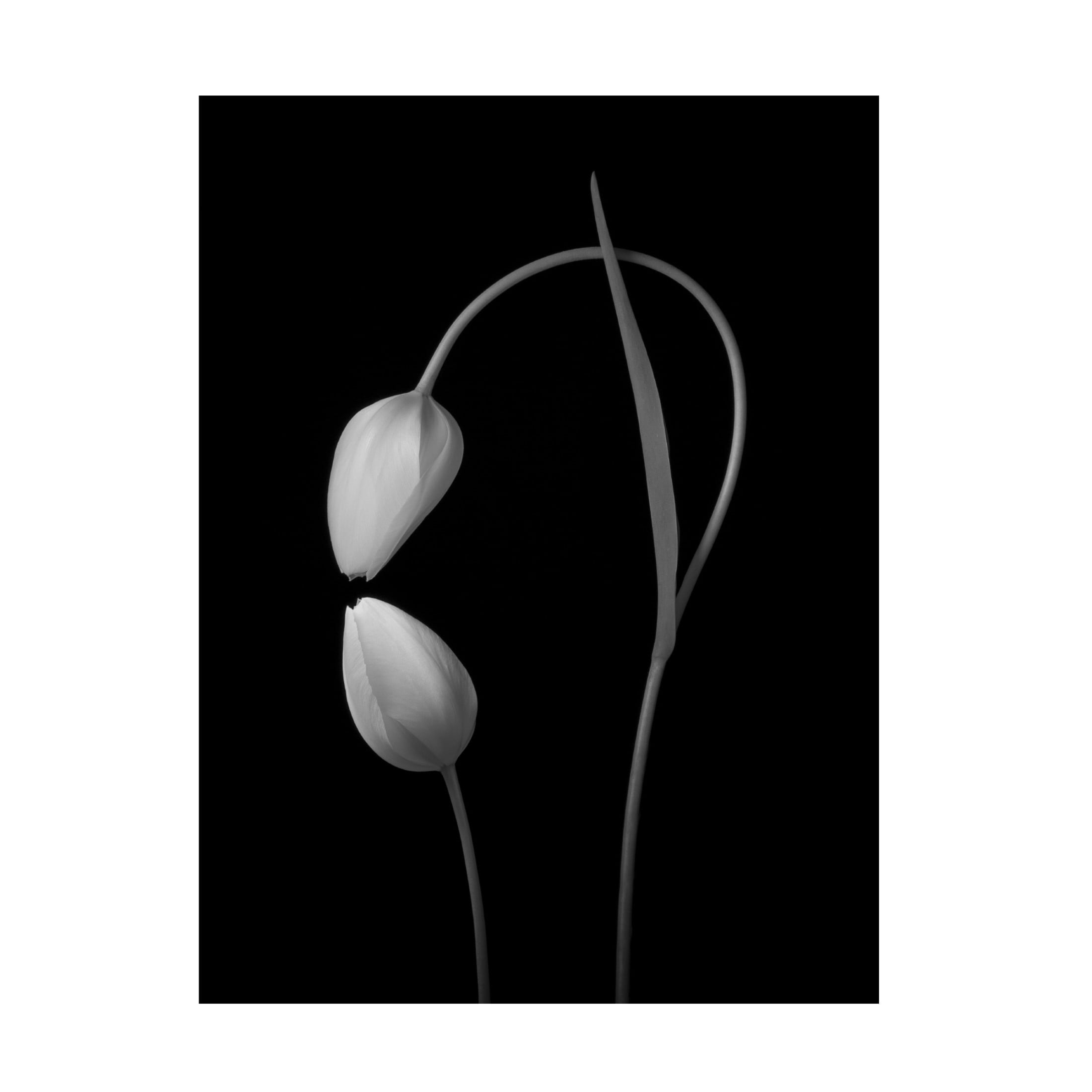 Canvas Wall Art - Tonyxu  'Love' Wall Art for Living Room, Bedroom, or Office Décor by Trademark Fine Art - 18 x 24 Inches