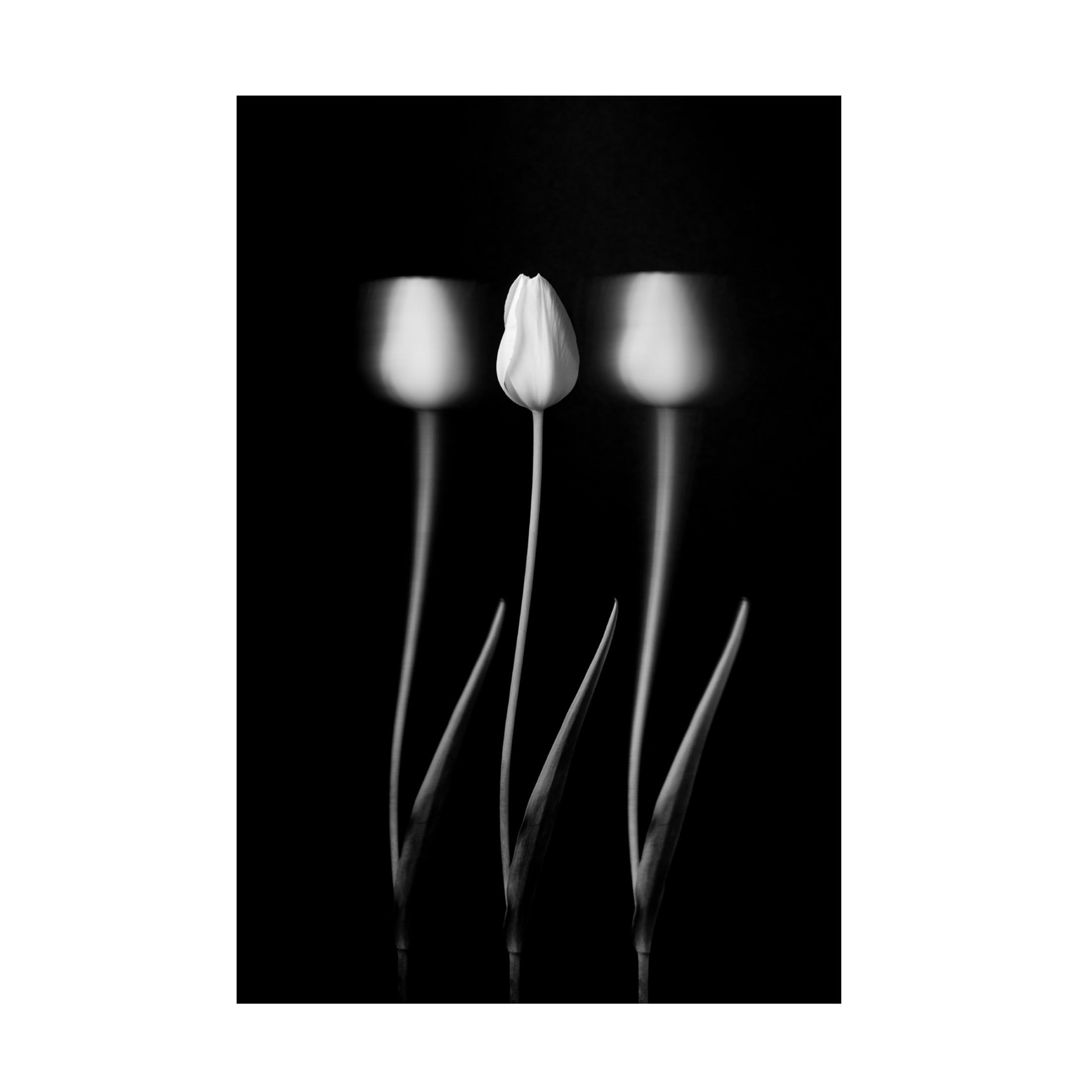 Canvas Wall Art - Tonyxu  'Tulips' Wall Art for Living Room, Bedroom, or Office Décor by Trademark Fine Art - 16 x 24 Inches