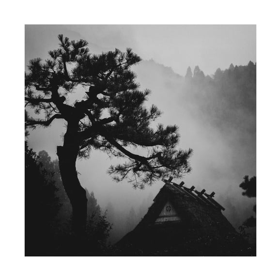 Canvas Wall Art - Tsuneya Fujii 'Pine' Wall Art for Living Room, Bedroom, or Office D?cor by Trademark Fine Art - 14 x 14 Inches