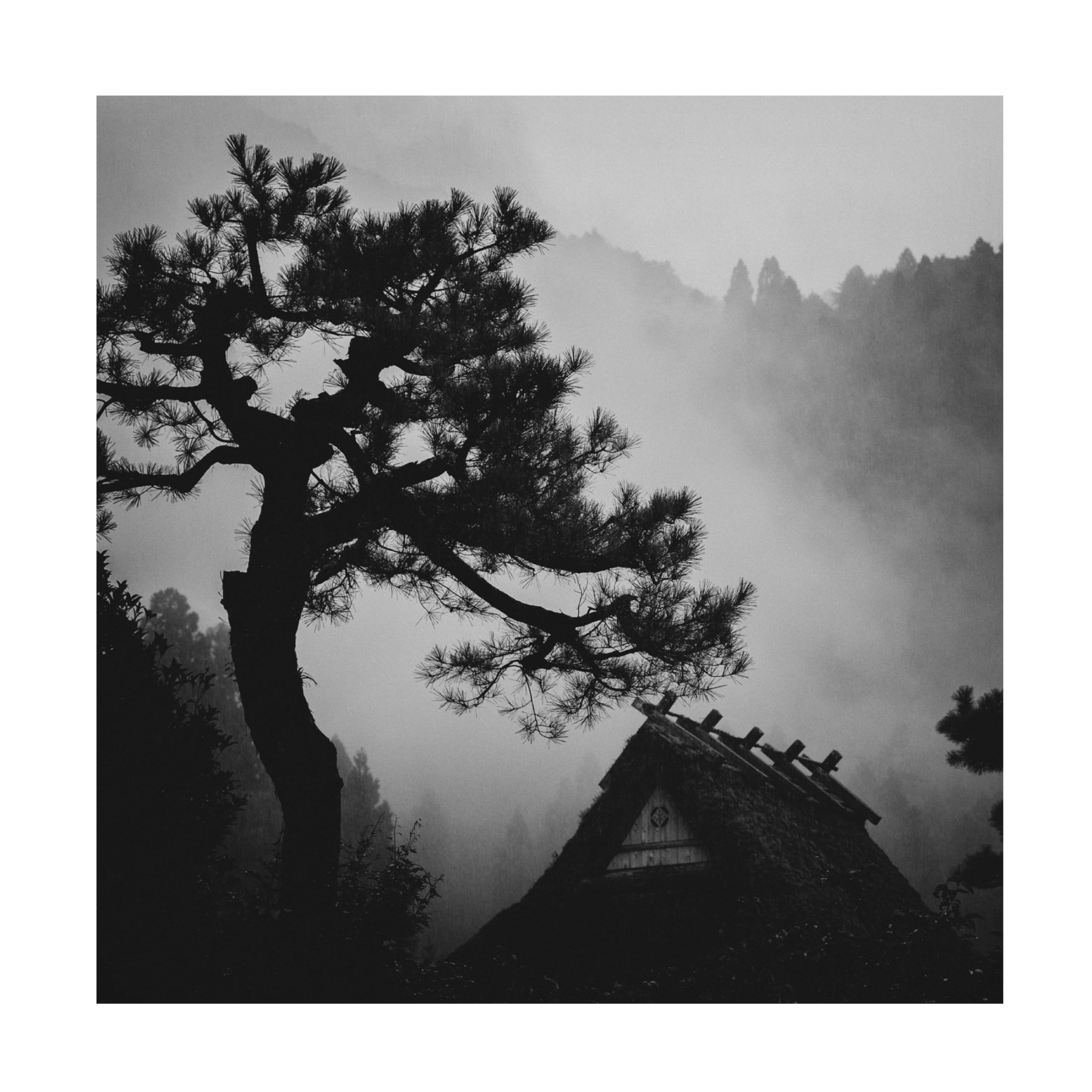 Canvas Wall Art - Tsuneya Fujii 'Pine' Wall Art for Living Room, Bedroom, or Office D?cor by Trademark Fine Art - 35 x 35 Inches