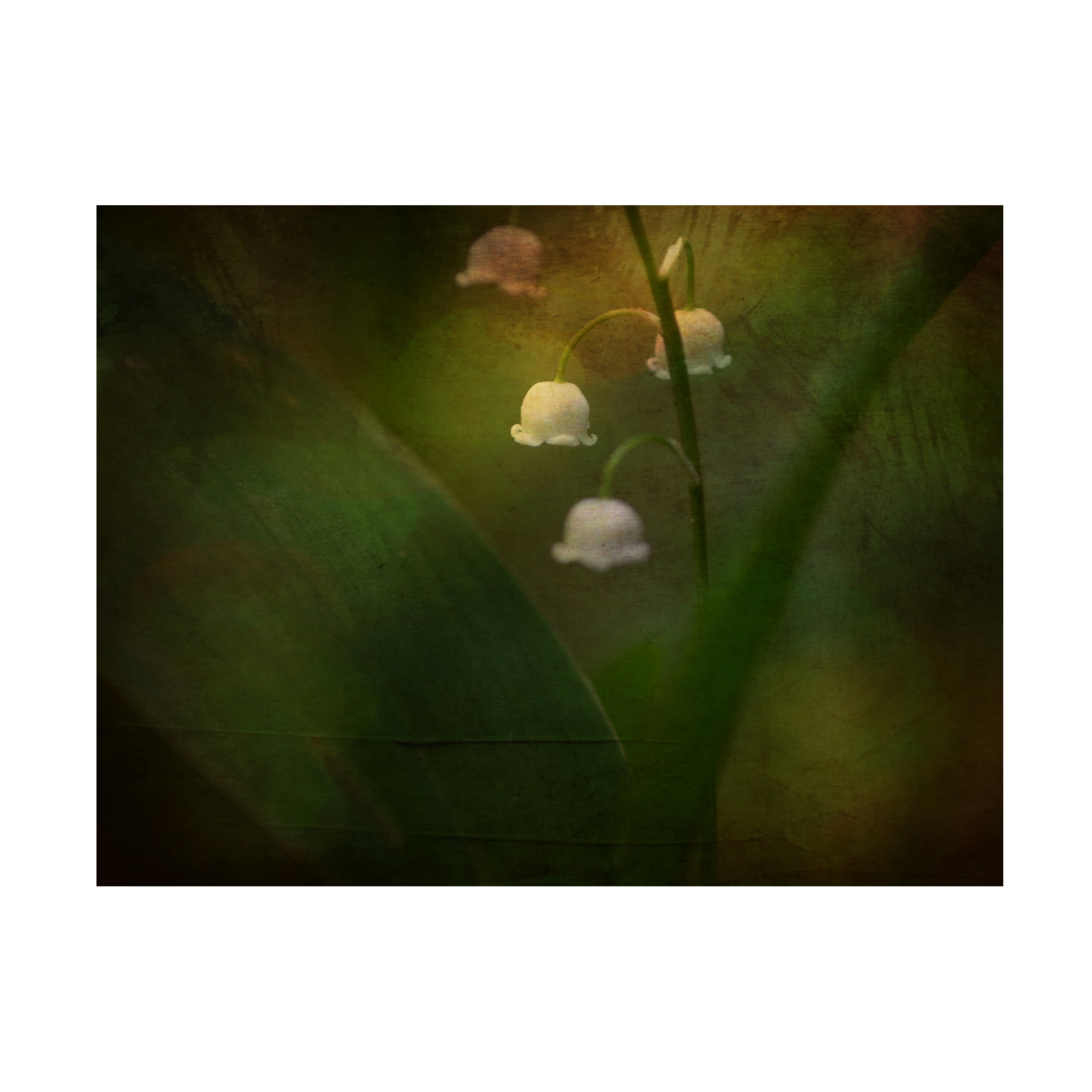 Canvas Wall Art - Ulrike Eisenmann 'Dreaming Of Spring - Lily Of The Valley' Wall Art for Living Room, Bedroom, or Office Décor by Trademark Fine Art - 47 x 35 Inches