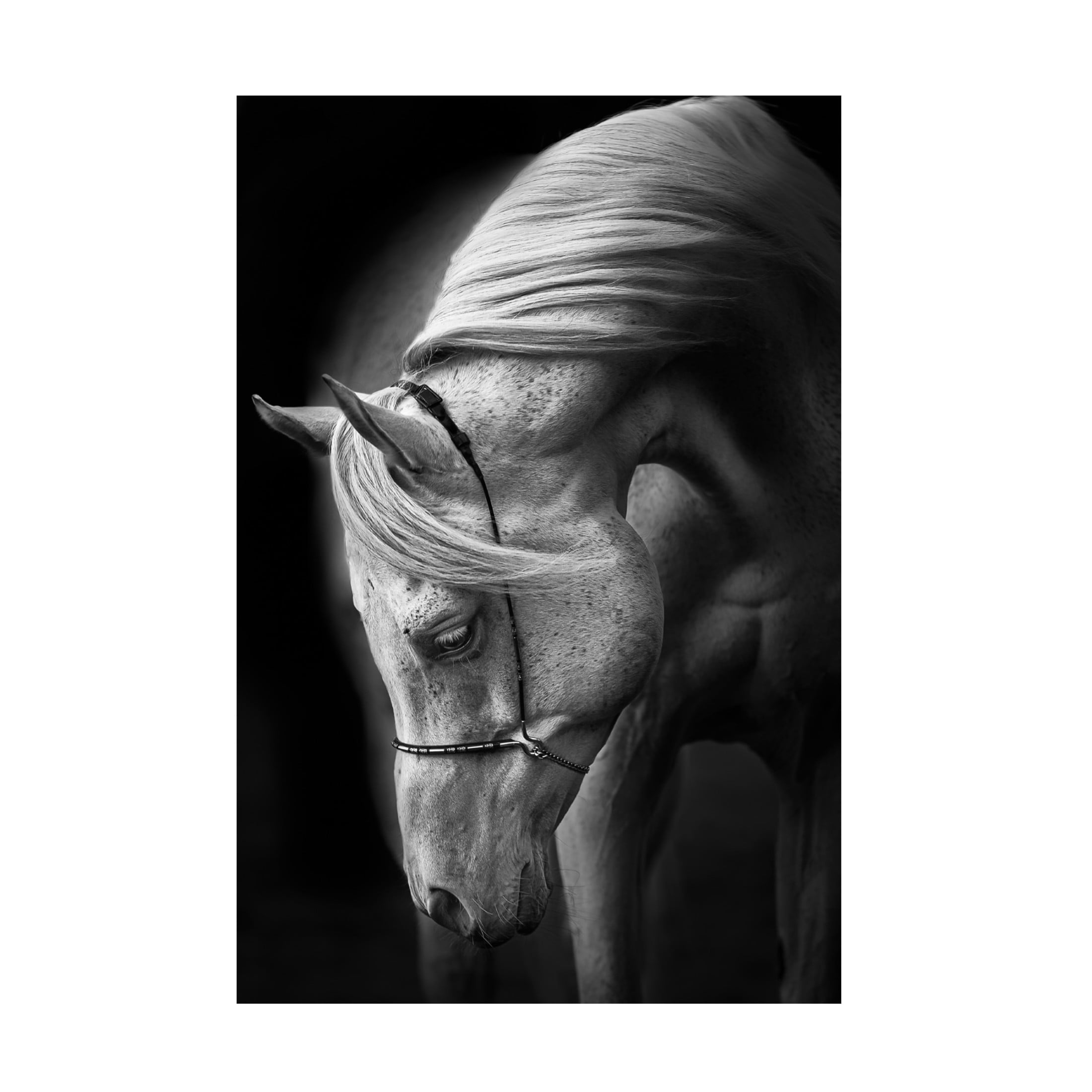 Canvas Wall Art - Ulrike Leinemann 'White Stallion' Wall Art for Living Room, Bedroom, or Office Décor by Trademark Fine Art - 30 x 47 Inches