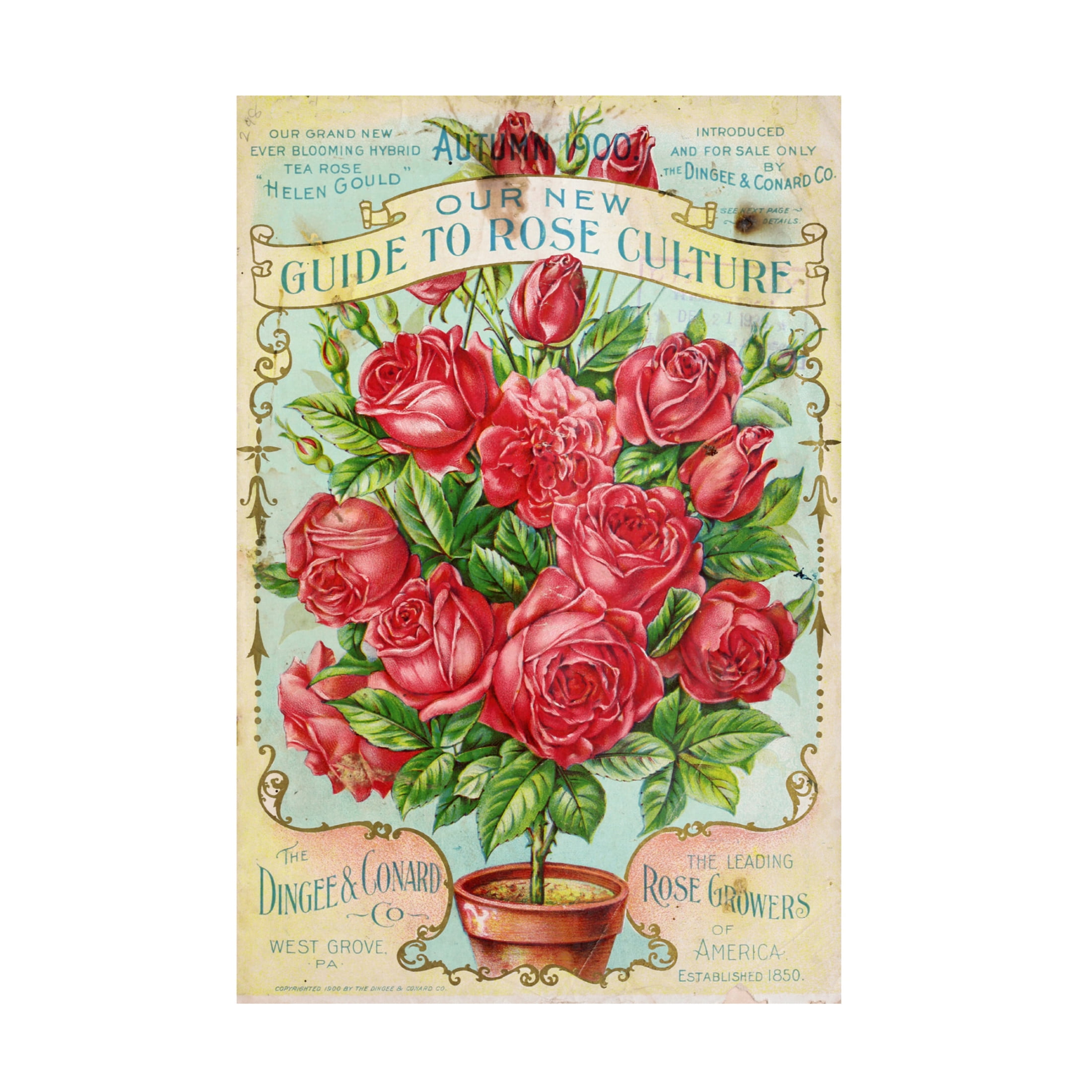 Canvas Wall Art - Vintage Apple Collection 'Rose Culture' Wall Art for Living Room, Bedroom, or Office Décor by Trademark Fine Art - 30 x 47 Inches