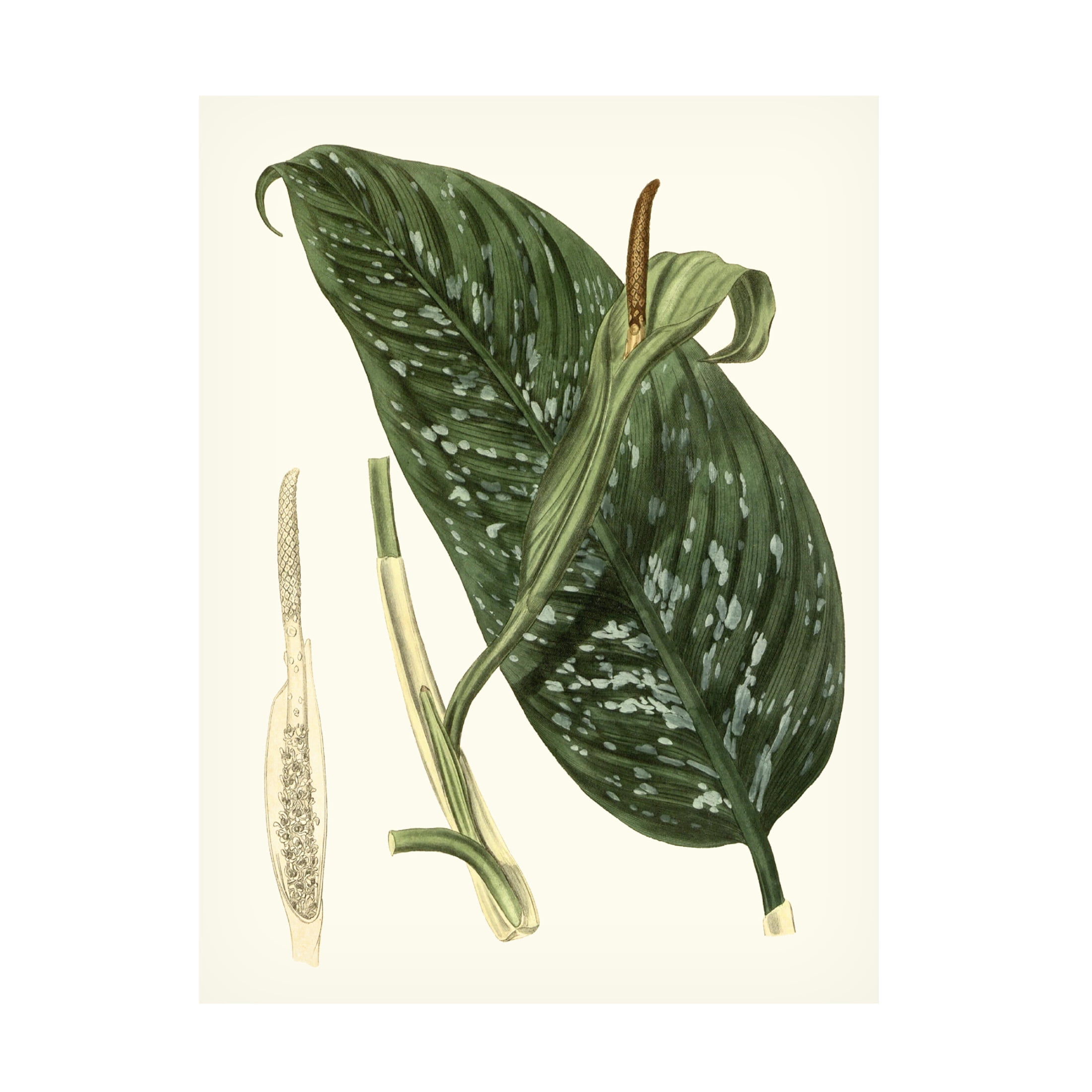 Canvas Wall Art - Vision Studio 'Grand Foliage I' Wall Art for Living Room, Bedroom, or Office Décor by Trademark Fine Art - 14 x 19 Inches