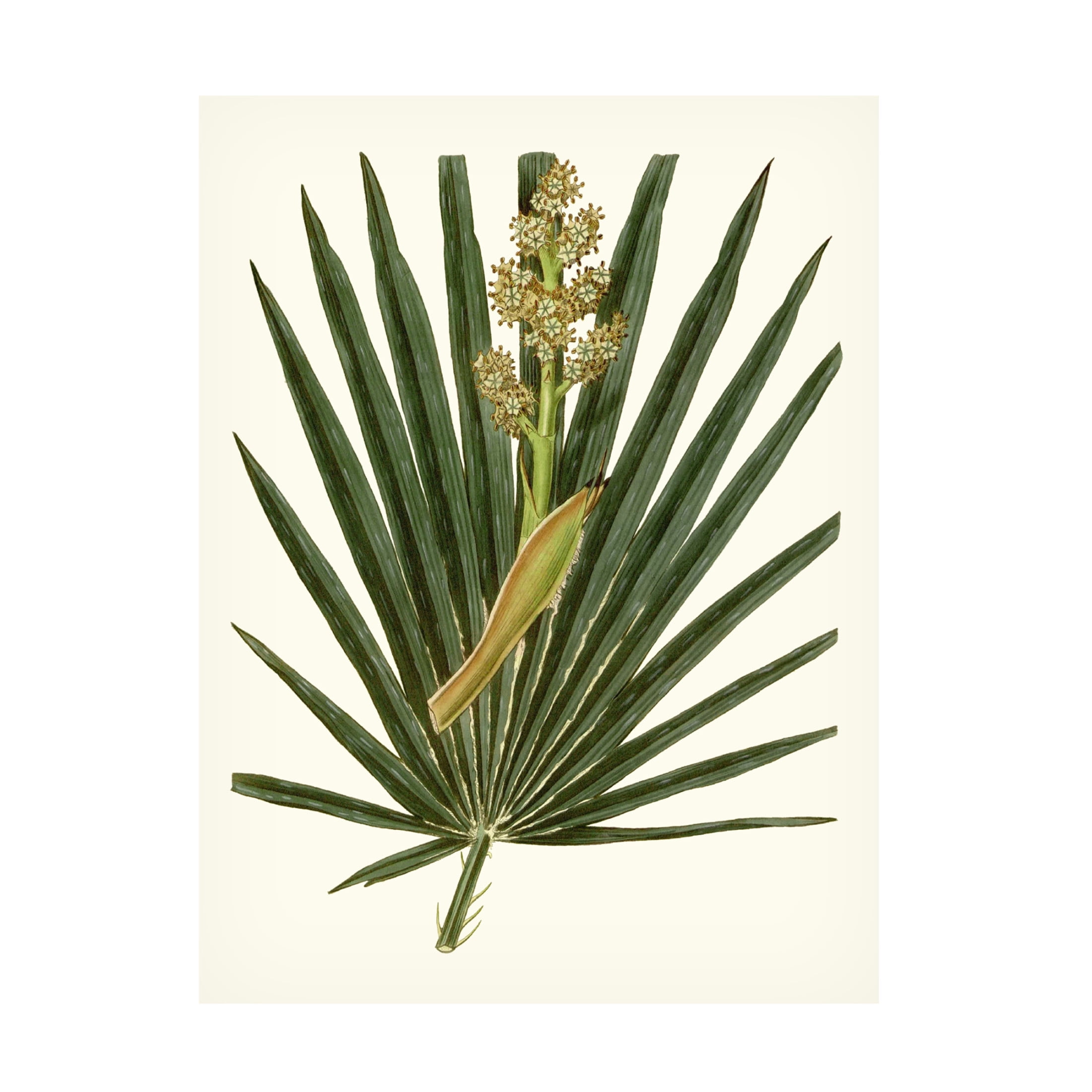 Canvas Wall Art - Vision Studio 'Grand Foliage II' Wall Art for Living Room, Bedroom, or Office Décor by Trademark Fine Art - 35 x 47 Inches