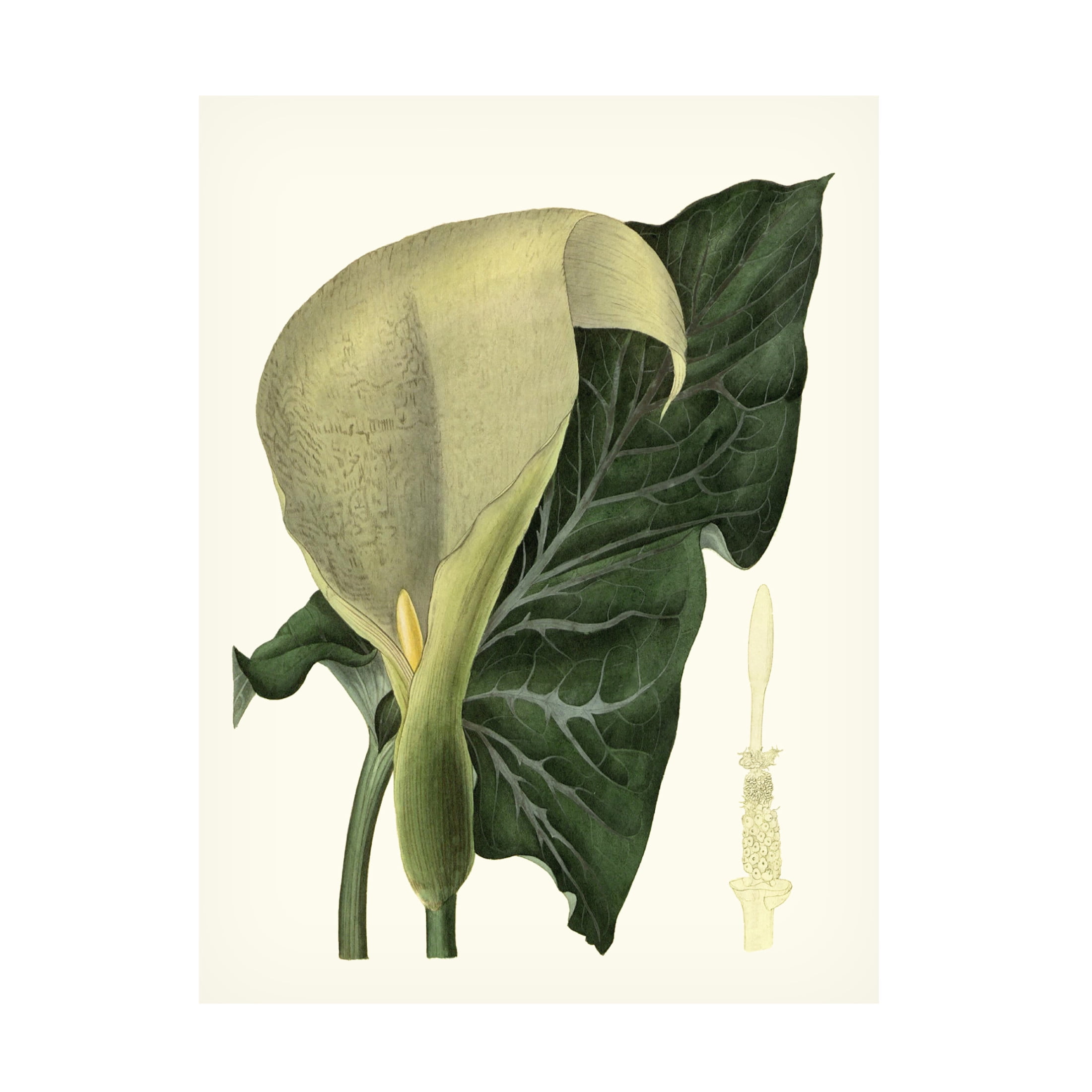 Canvas Wall Art - Vision Studio 'Grand Foliage III' Wall Art for Living Room, Bedroom, or Office Décor by Trademark Fine Art - 35 x 47 Inches